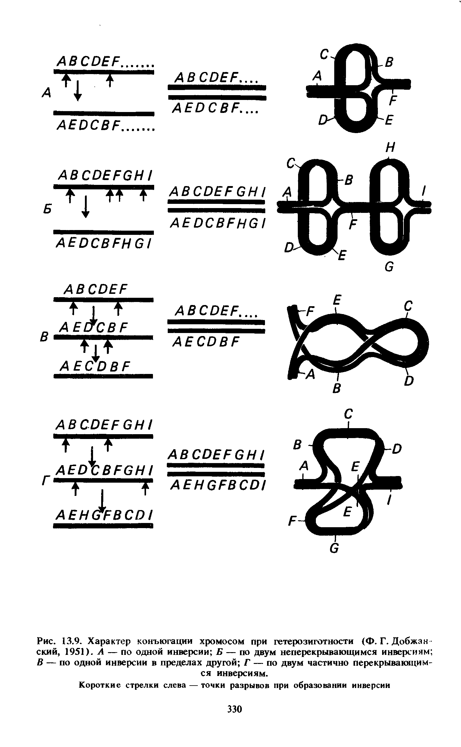 Рис. 13.9. Характер конъюгации хромосом при гетерозиготности (Ф. Г. Добжан ский, 1951). А — по одной инверсии Б — по двум неперекрывакицимся инверсиям В — по одной инверсии в пределах другой Г — по двум частично перекрывающимся инверсиям.