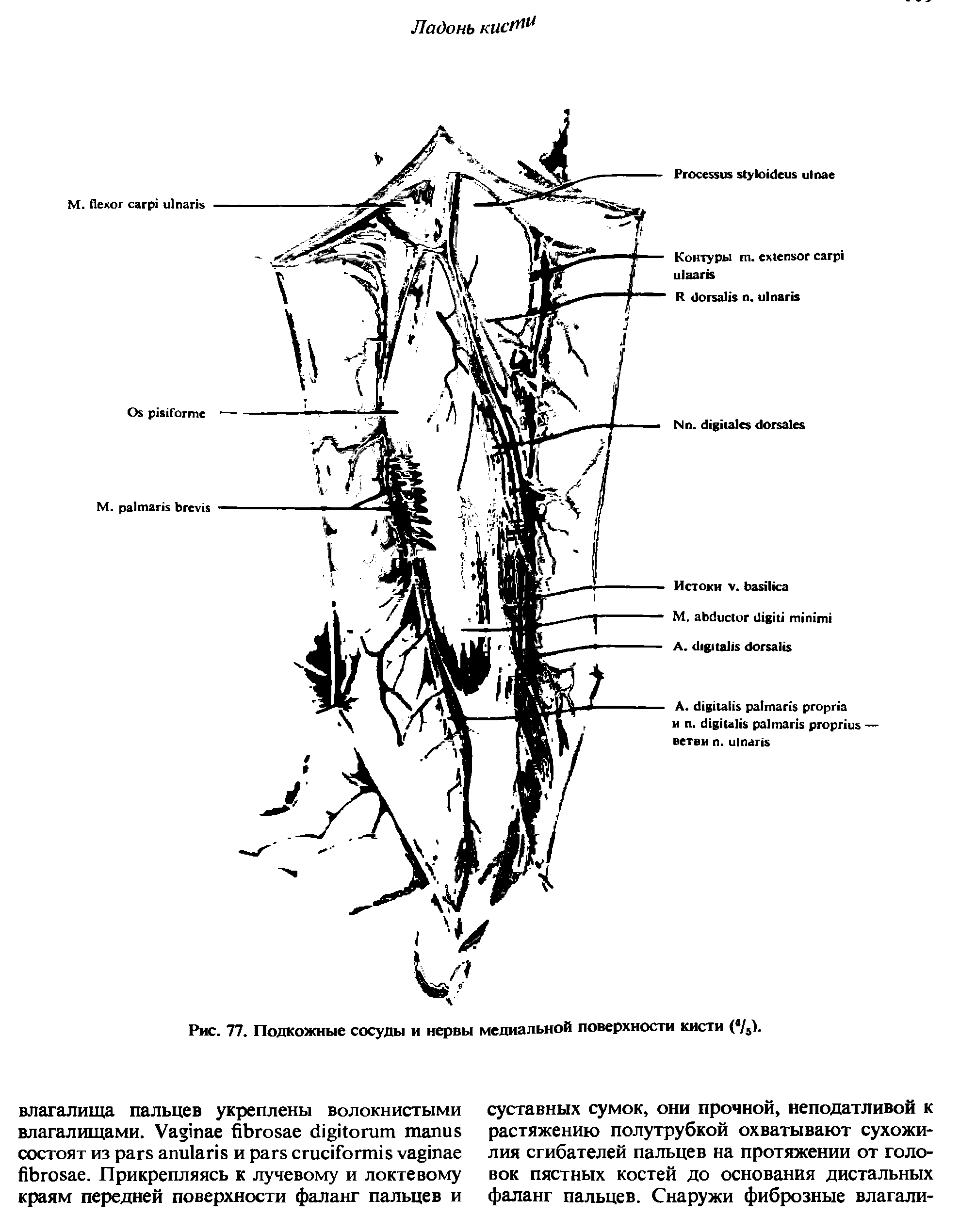 Рис. 77. Подкожные сосуды и нервы медиальной поверхности кисти ( /5).