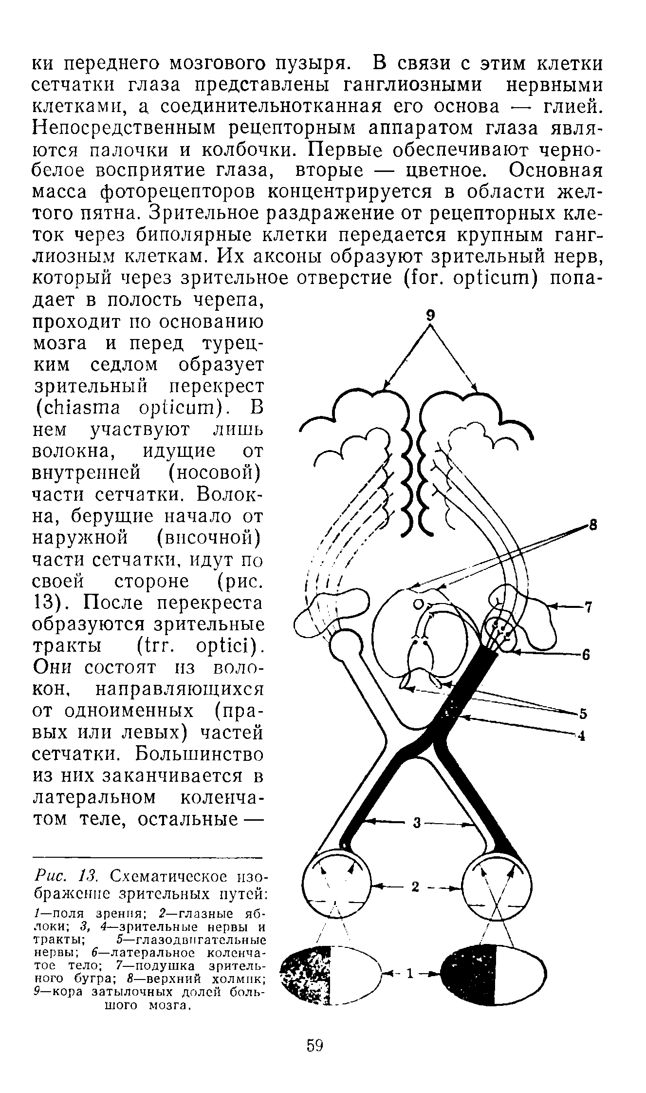 Рис. 13. Схематическое изображение зрительных путей /—поля зрения 2— глазные яблоки 3, 4—зрительные нервы и тракты 5—глазодвигательные...