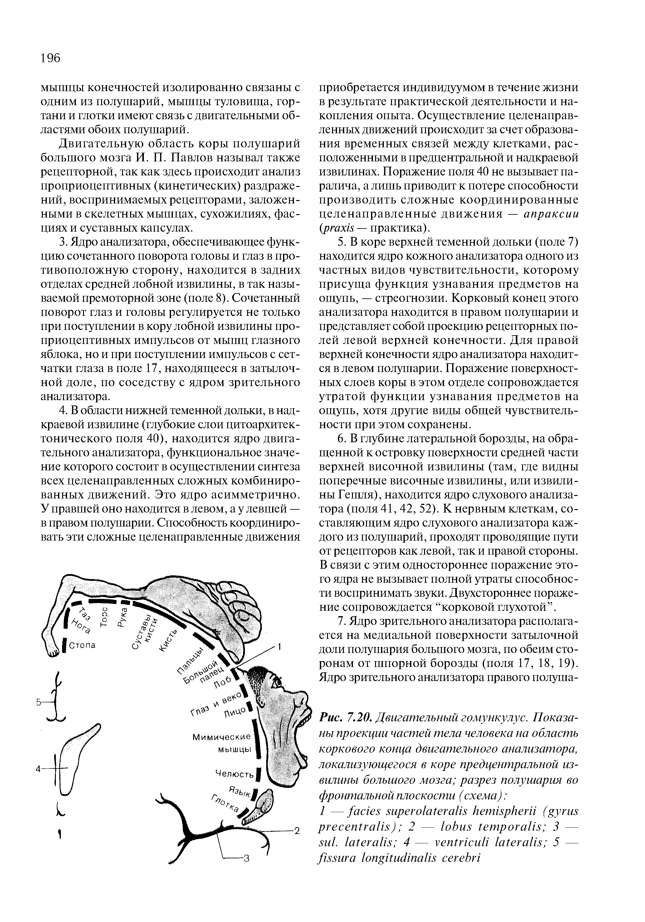 Рис. 7.20. Двигательный гомункулус. Показаны проекции частей тела человека на область коркового конца двигательного анализатора, локализующегося в коре предцентральной извилины большого мозга разрез полушария во фронтальной плоскости (схема) ...