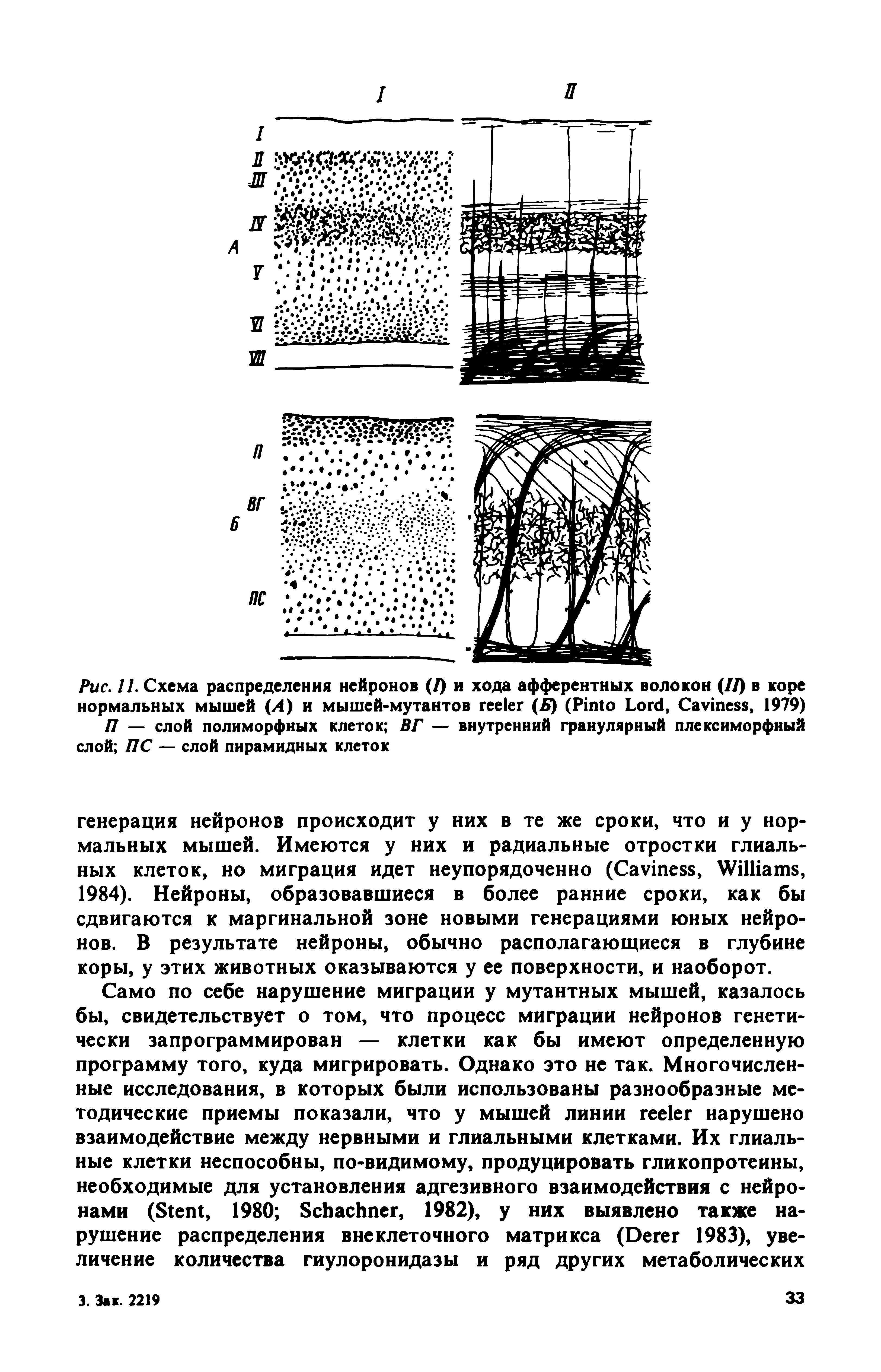 Рис. 11. Схема распределения нейронов (/) и хода афферентных волокон (II) в коре нормальных мышей (Л) и мышей-мутантов (Б) (P L , C , 1979) П — слой полиморфных клеток ВГ — внутренний гранулярный плексиморфный слой ПС — слой пирамидных клеток...