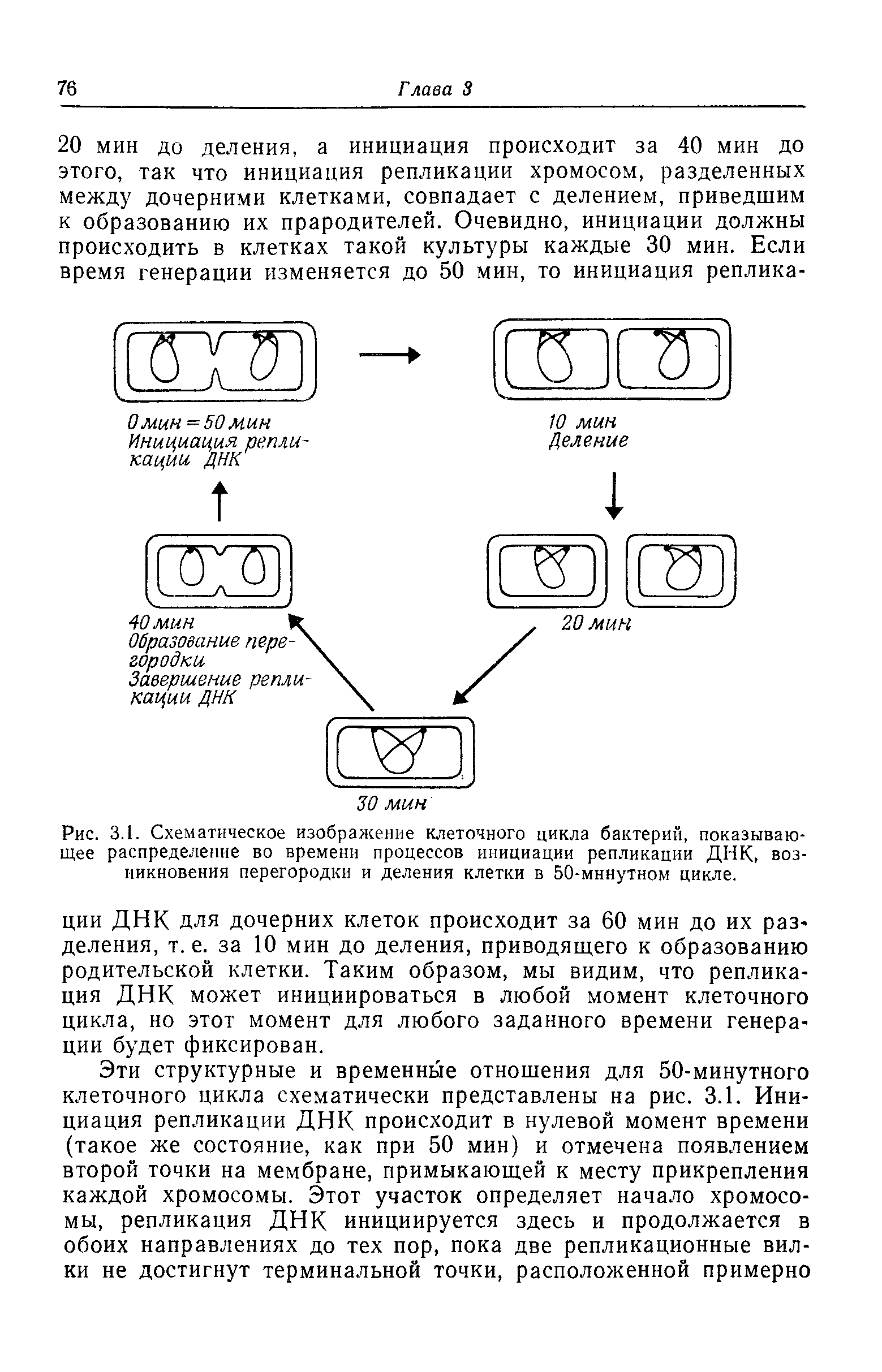 Рис. 3.1. Схематическое изображение клеточного цикла бактерий, показывающее распределение во времени процессов инициации репликации ДНК, возникновения перегородки и деления клетки в 50-мннутном цикле.