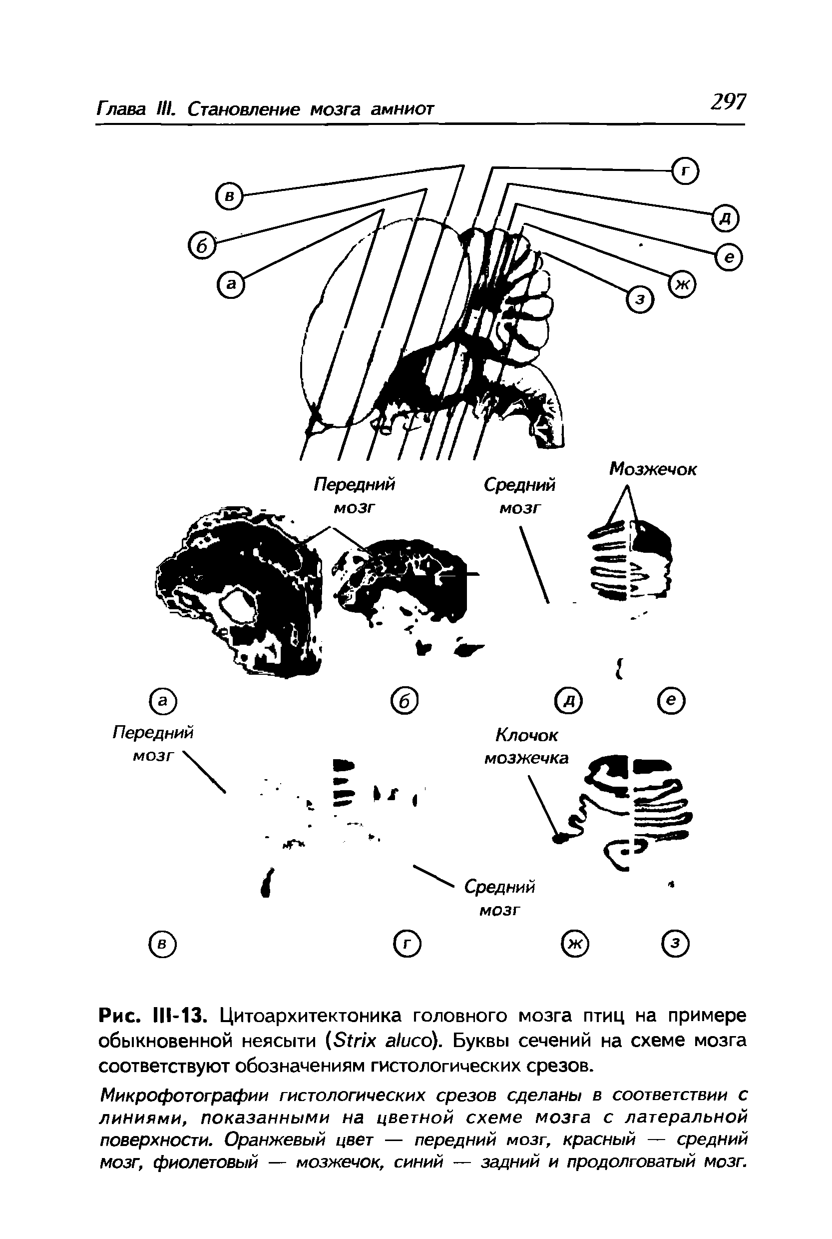 Рис. 111-13. Цитоархитектоника головного мозга птиц на примере обыкновенной неясыти ( гпх а1исо). Буквы сечений на схеме мозга соответствуют обозначениям гистологических срезов.