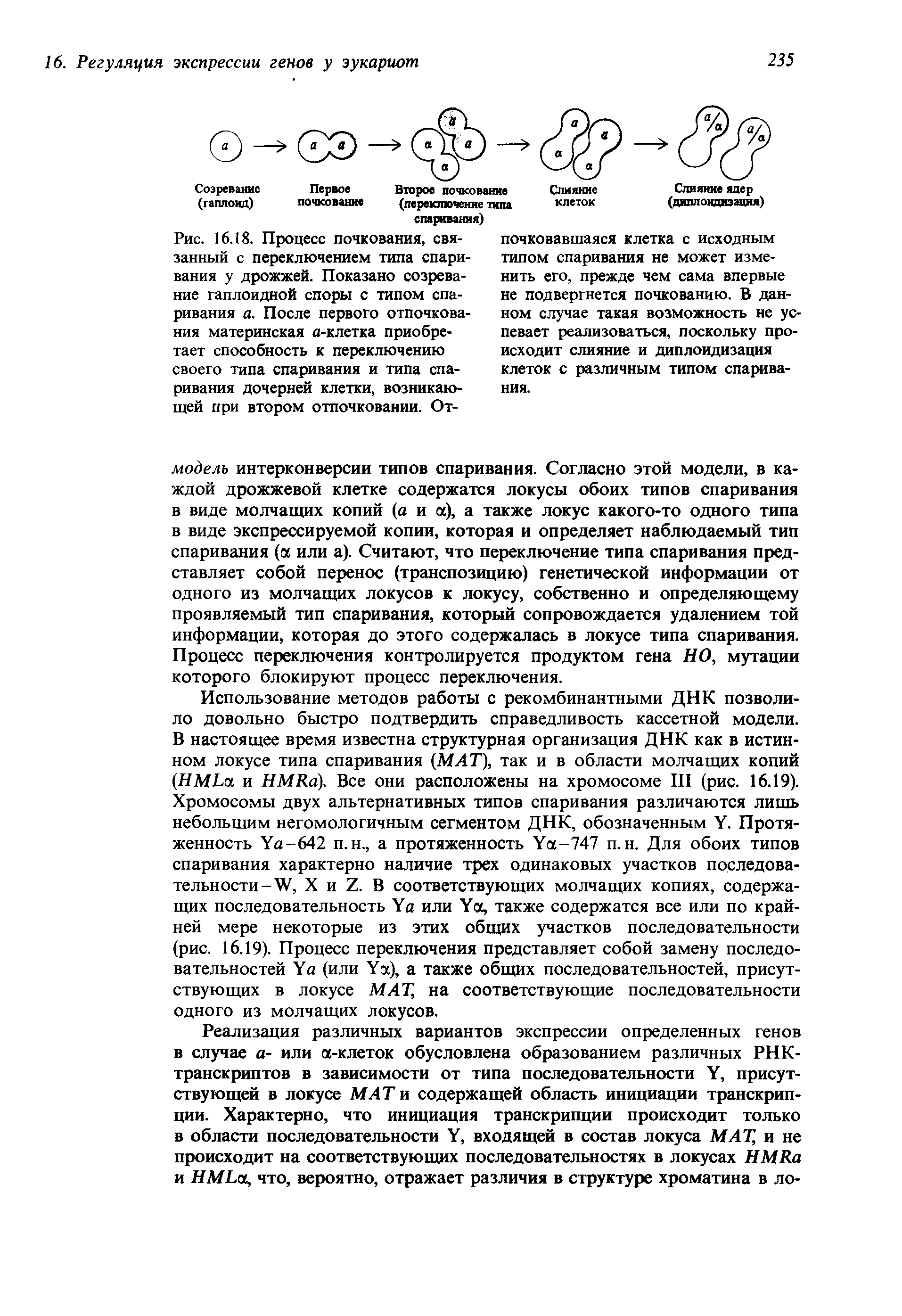 Рис. 16.18. Процесс почкования, связанный с переключением типа спаривания у дрожжей. Показано созревание гаплоидной споры с типом спаривания а. После первого отпочкования материнская а-клетка приобретает способность к переключению...