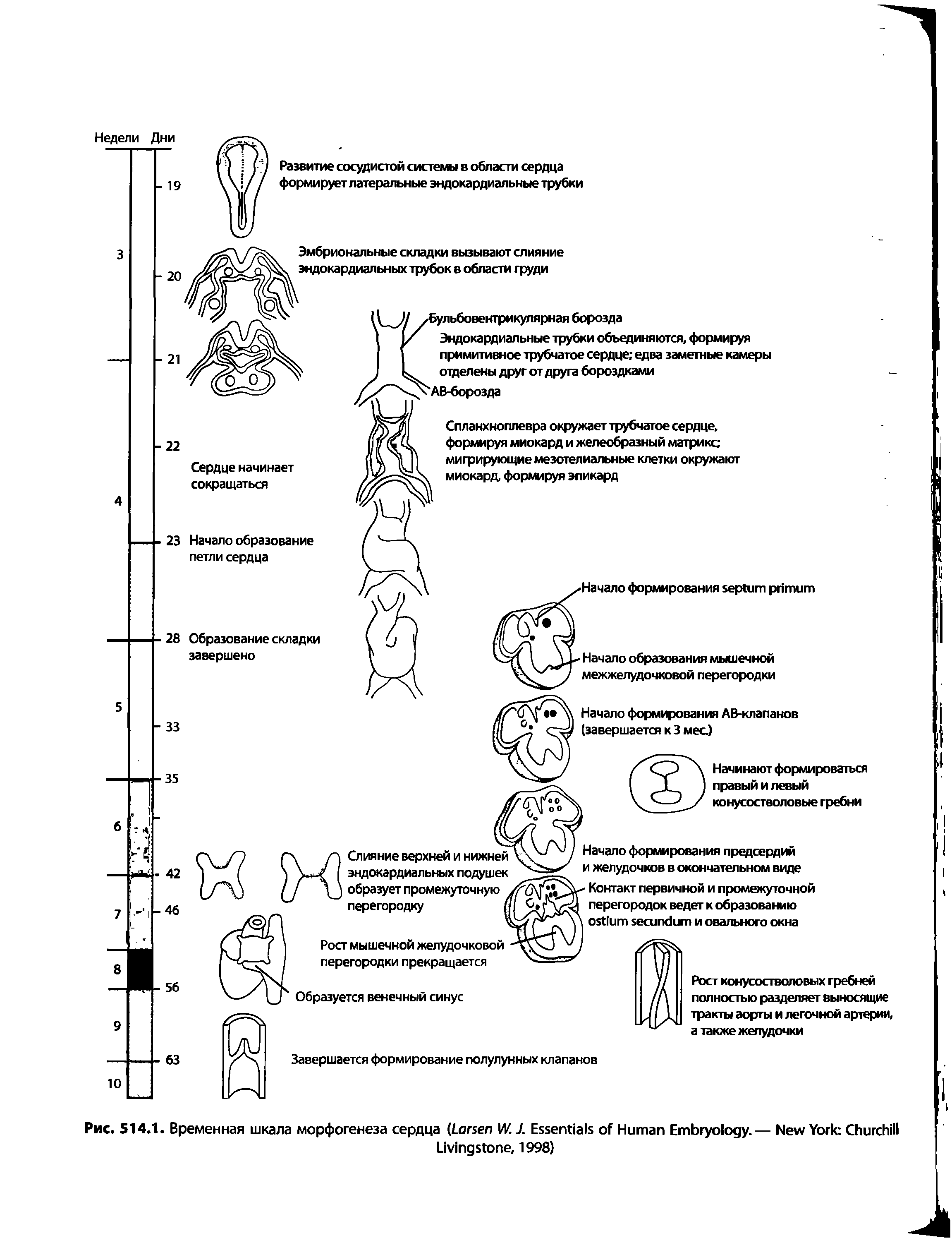 Рис. 514.1. Временная шкала морфогенеза сердца (L IV. J. E H E .— N Y C L , 1998)...