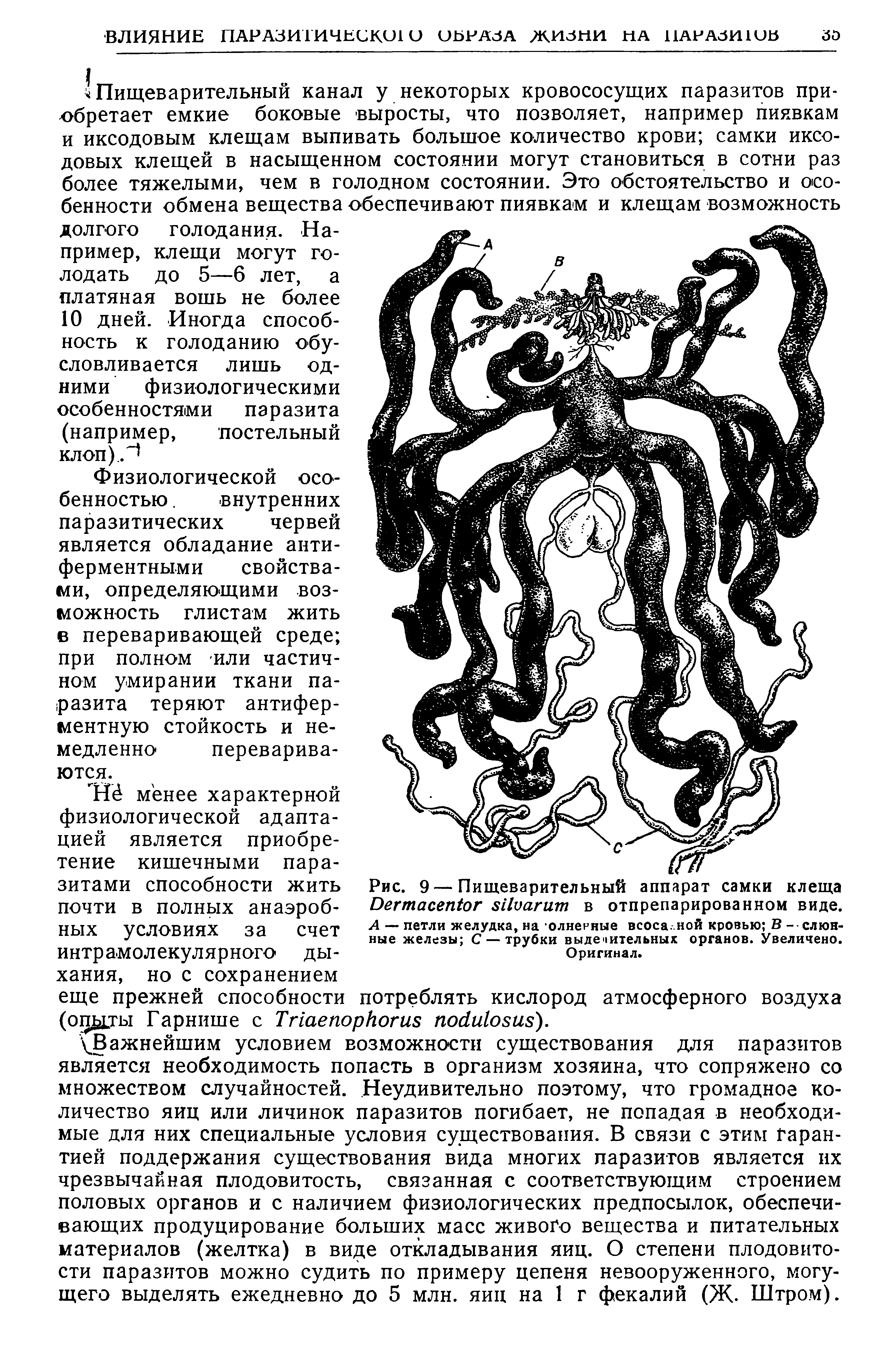 Рис. 9 — Пищеварительный аппарат самки клеща ИегтасепЛог зИиагит в отпрепарированном виде. А — петли желудка, на олненные всоса. ной кровью В - слюнные железы С — трубки выделительных органов. Увеличено. Оригинал.