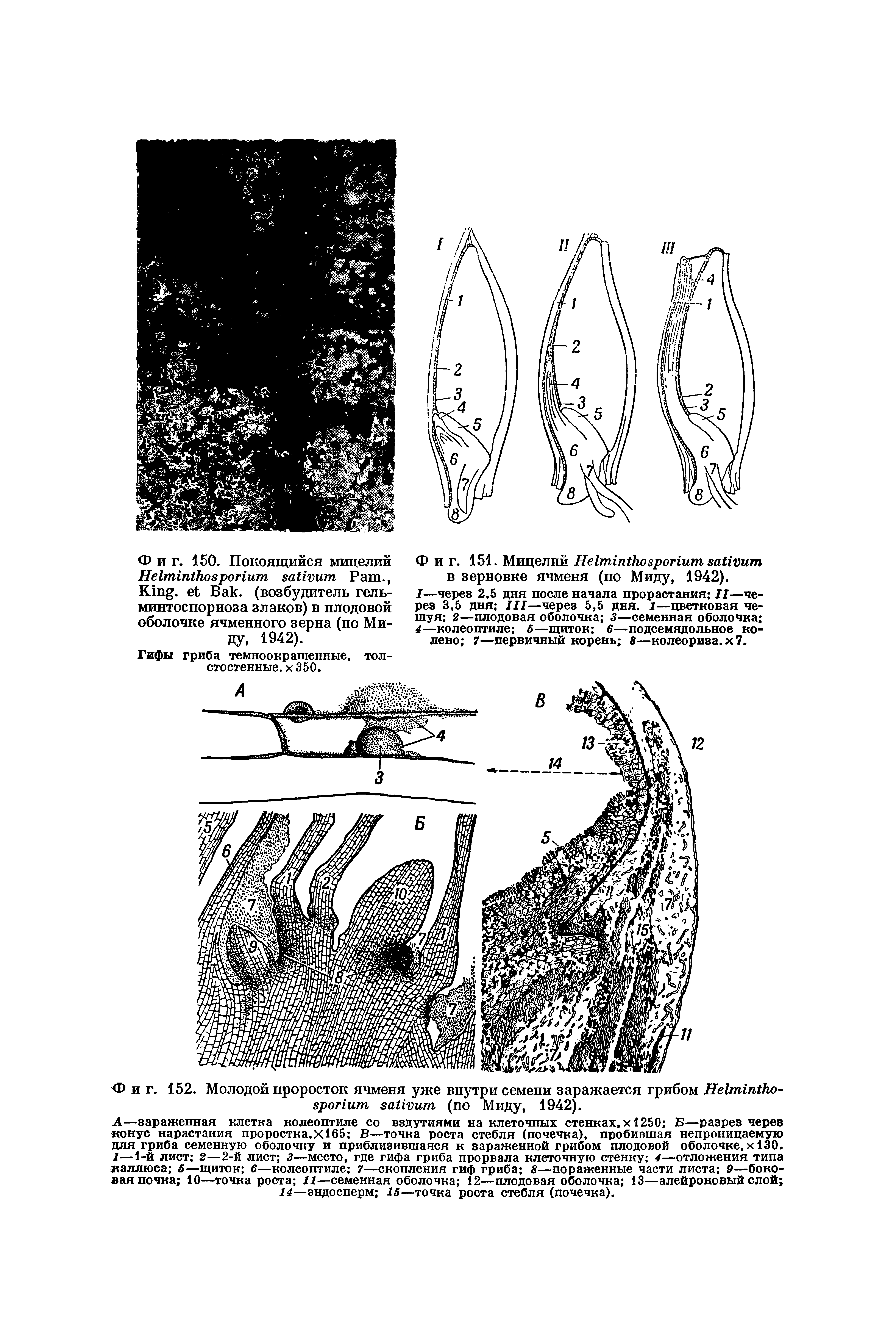 Фиг. 152. Молодой проросток ячменя уже внутри семени заражается грибом H (по Миду, 1942).