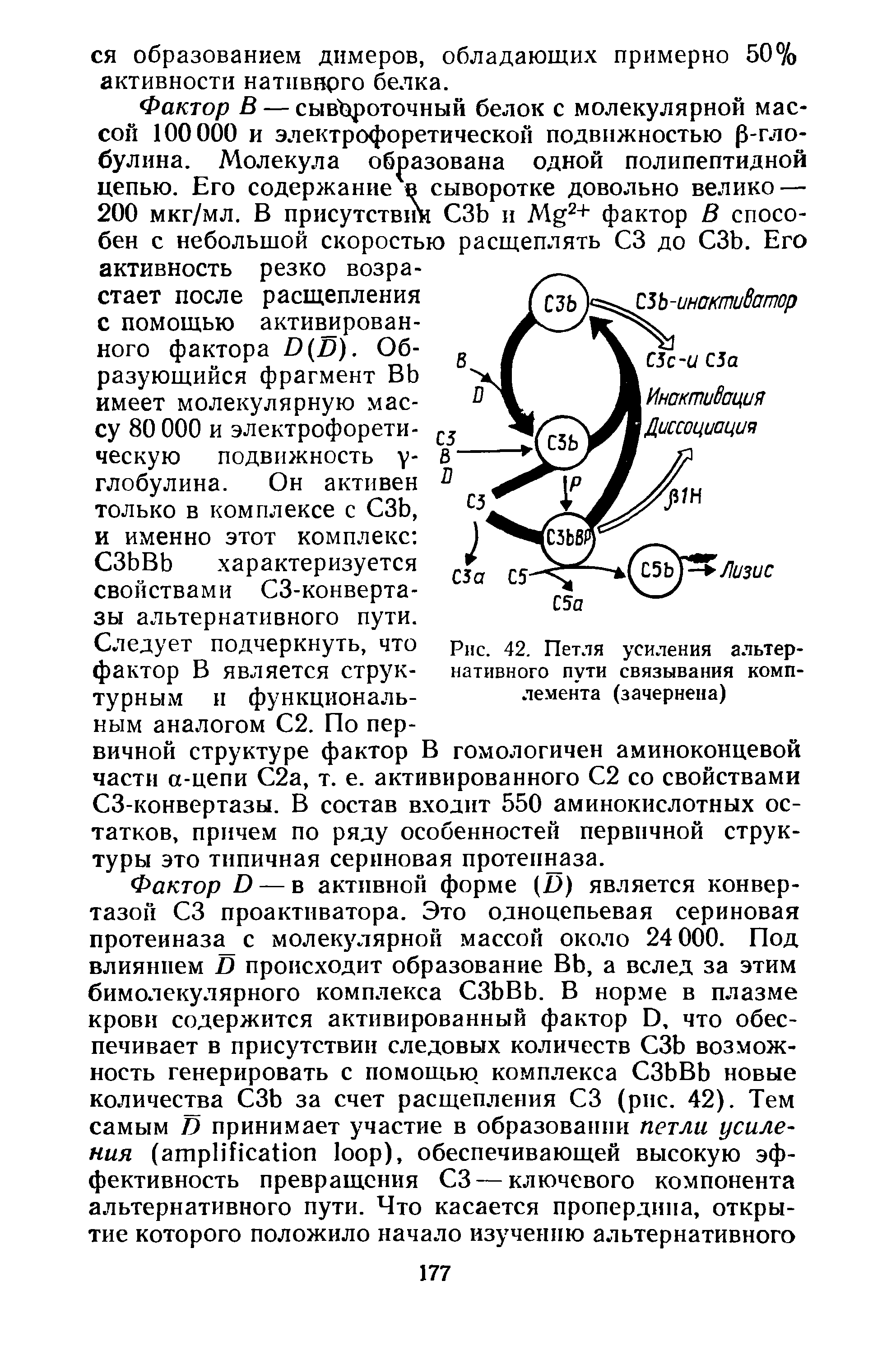 Рис. 42. Петля усиления альтернативного пути связывания комплемента (зачернена)...