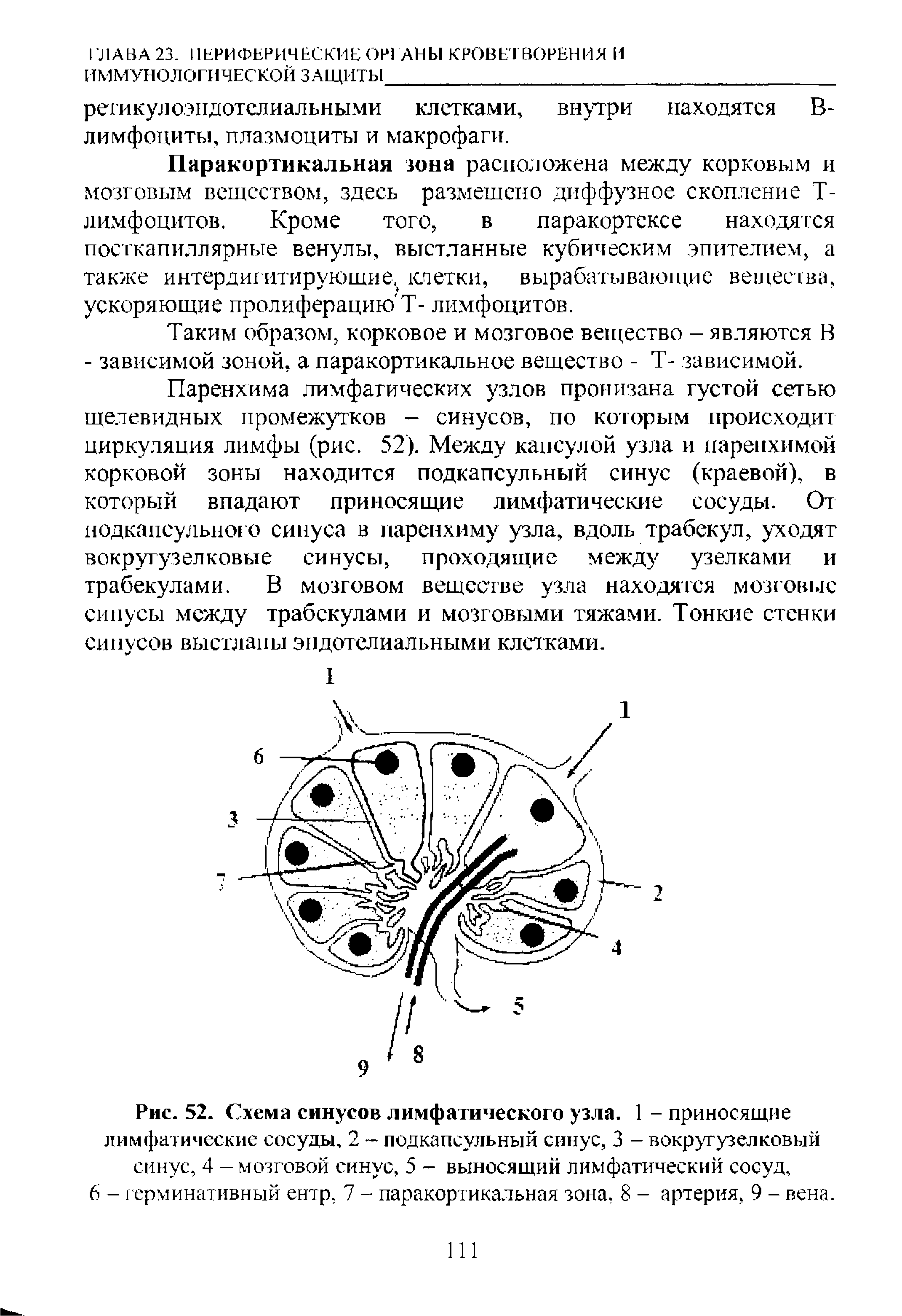 Рис. 52. Схема синусов лимфатического узла. 1 - приносящие лимфатические сосуды, 2 - подкапсульный синус, 3 - вокругузелковый синус, 4 - мозговой синус, 5 - выносящий лимфатический сосуд, 6 - герминативный ентр, 7 - паракортикальная зона, 8 - артерия, 9 - вена.