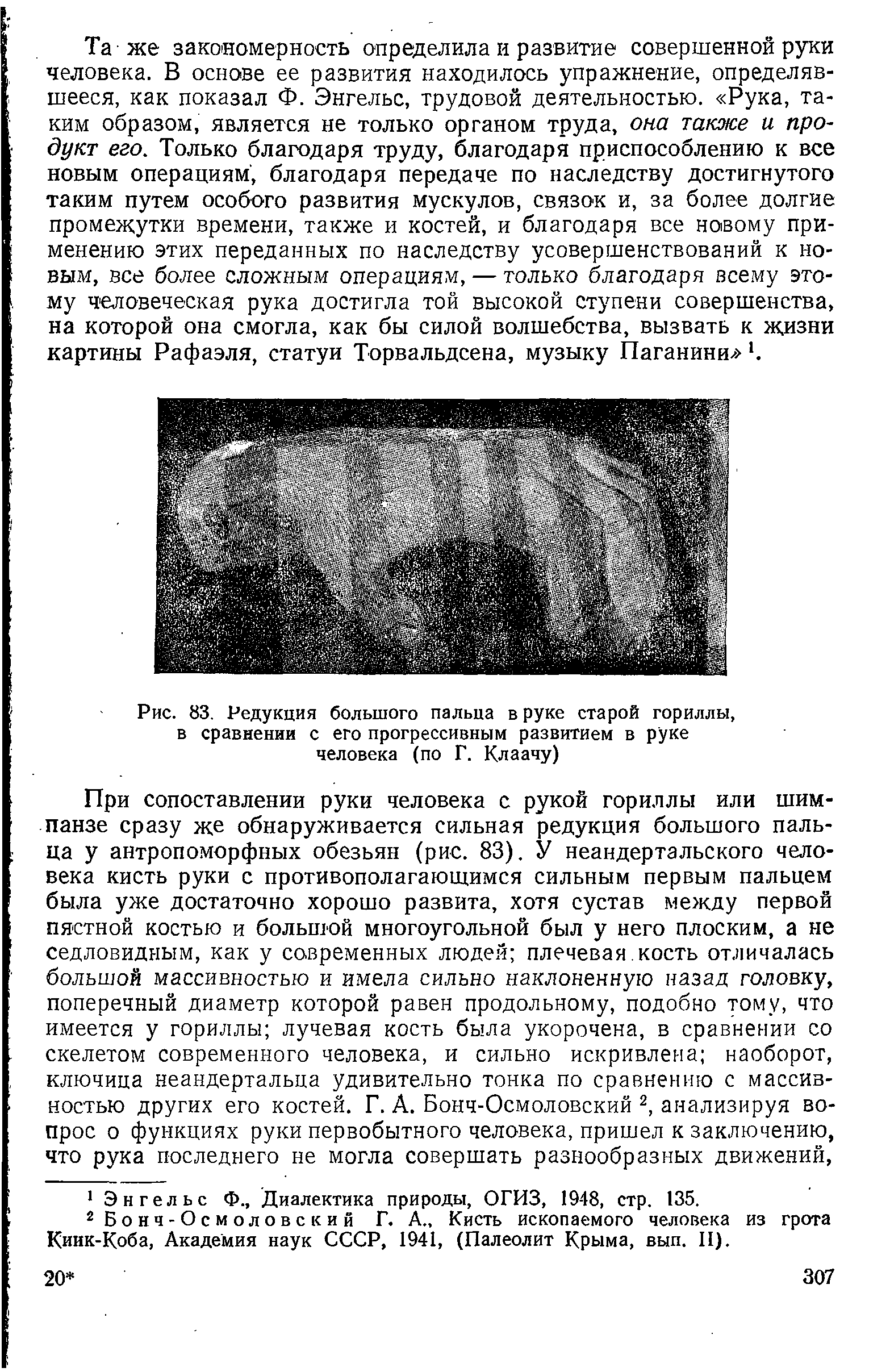 Рис. 83. Редукция большого пальца в руке старой гориллы, в сравнении с его прогрессивным развитием в руке человека (по Г. Клаачу)...