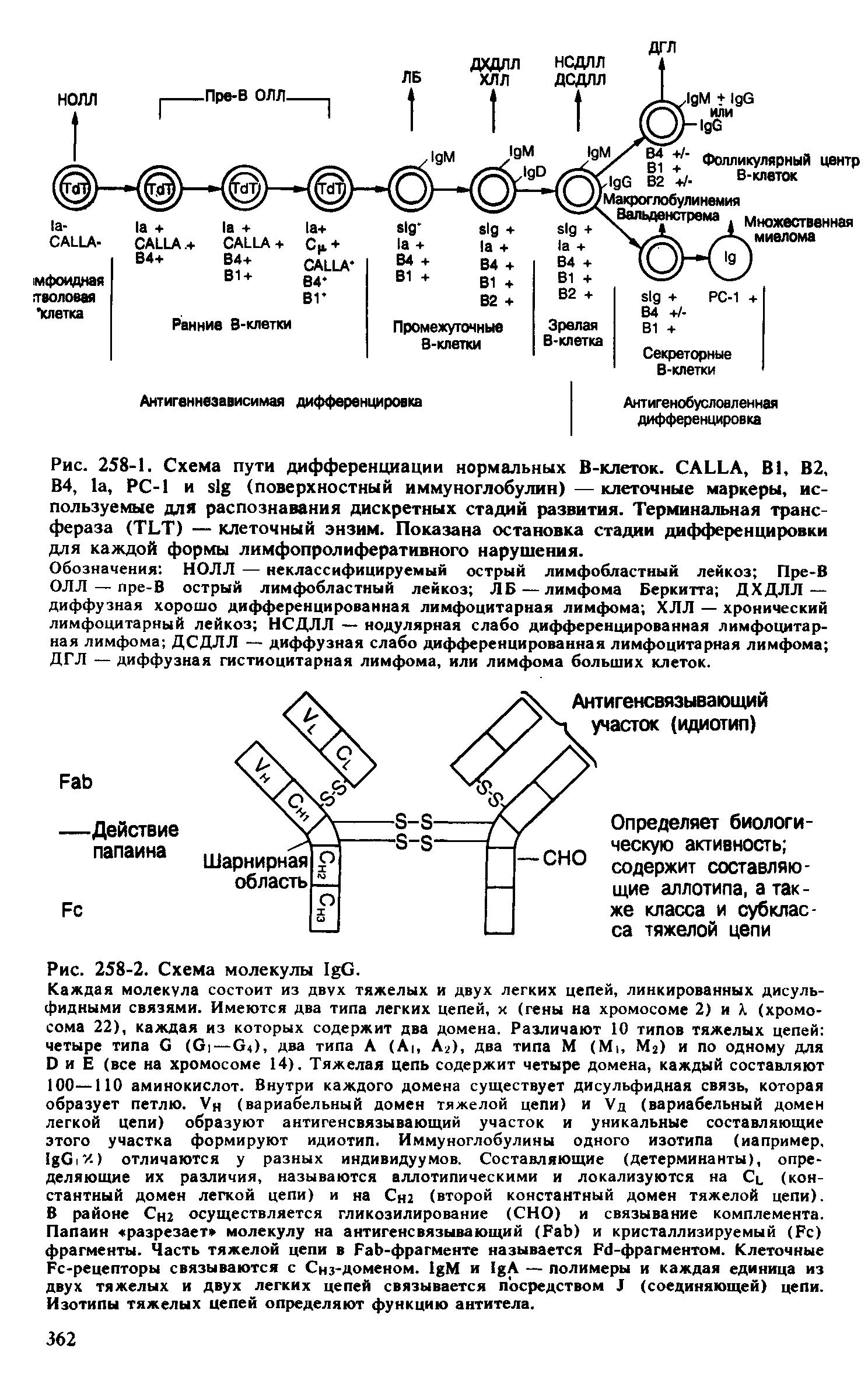 Рис. 258-1. Схема пути дифференциации нормальных В-клеток. CALLA, B , В2, В4, , РС-1 и I (поверхностный иммуноглобулин) — клеточные маркеры, используемые для распознавания дискретных стадий развития. Терминальная трансфераза (TLT) — клеточный энзим. Показана остановка стадии дифференцировки для каждой формы лимфопролиферативного нарушения.