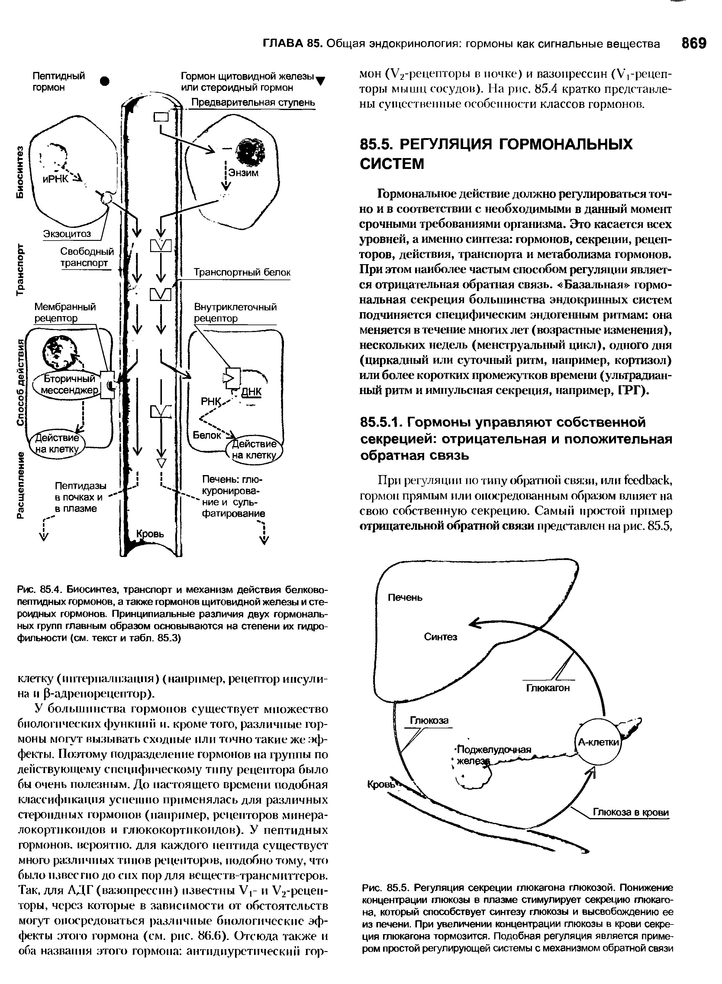 Рис. 85.4. Биосинтез, транспорт и механизм действия белково-пептидных гормонов, а также гормонов щитовидной железы и стероидных гормонов. Принципиальные различия двух гормональных групп главным образом основываются на степени их гидрофильности (см. текст и табл. 85.3)...
