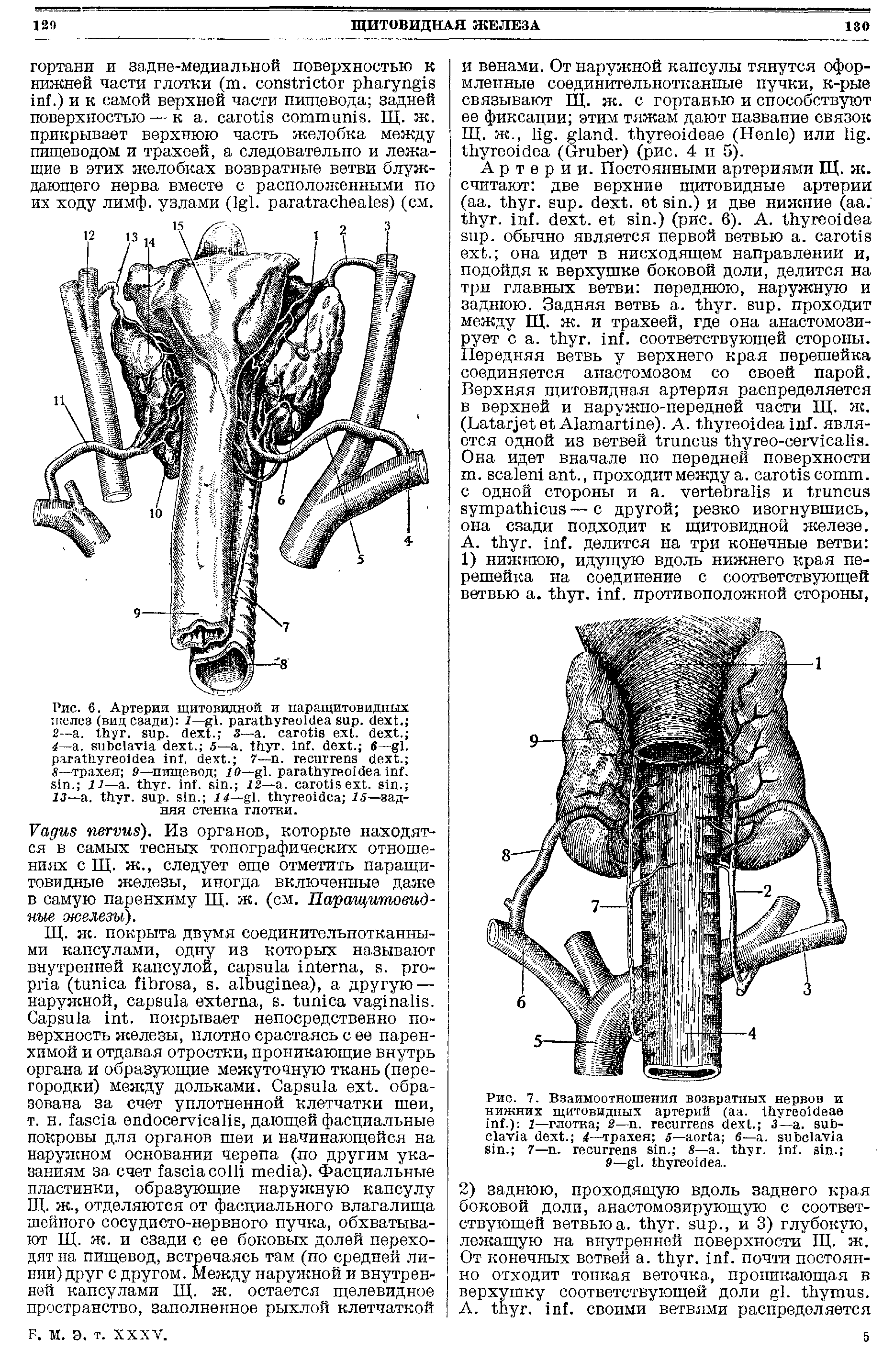 Рис. 7. Взаимоотношения возвратных нервов и нижних щитовидных артерий (аа. .) г—глотка 2— . . 3— . . 1—трахея 5— в— . . 7— . . — . . . . ...