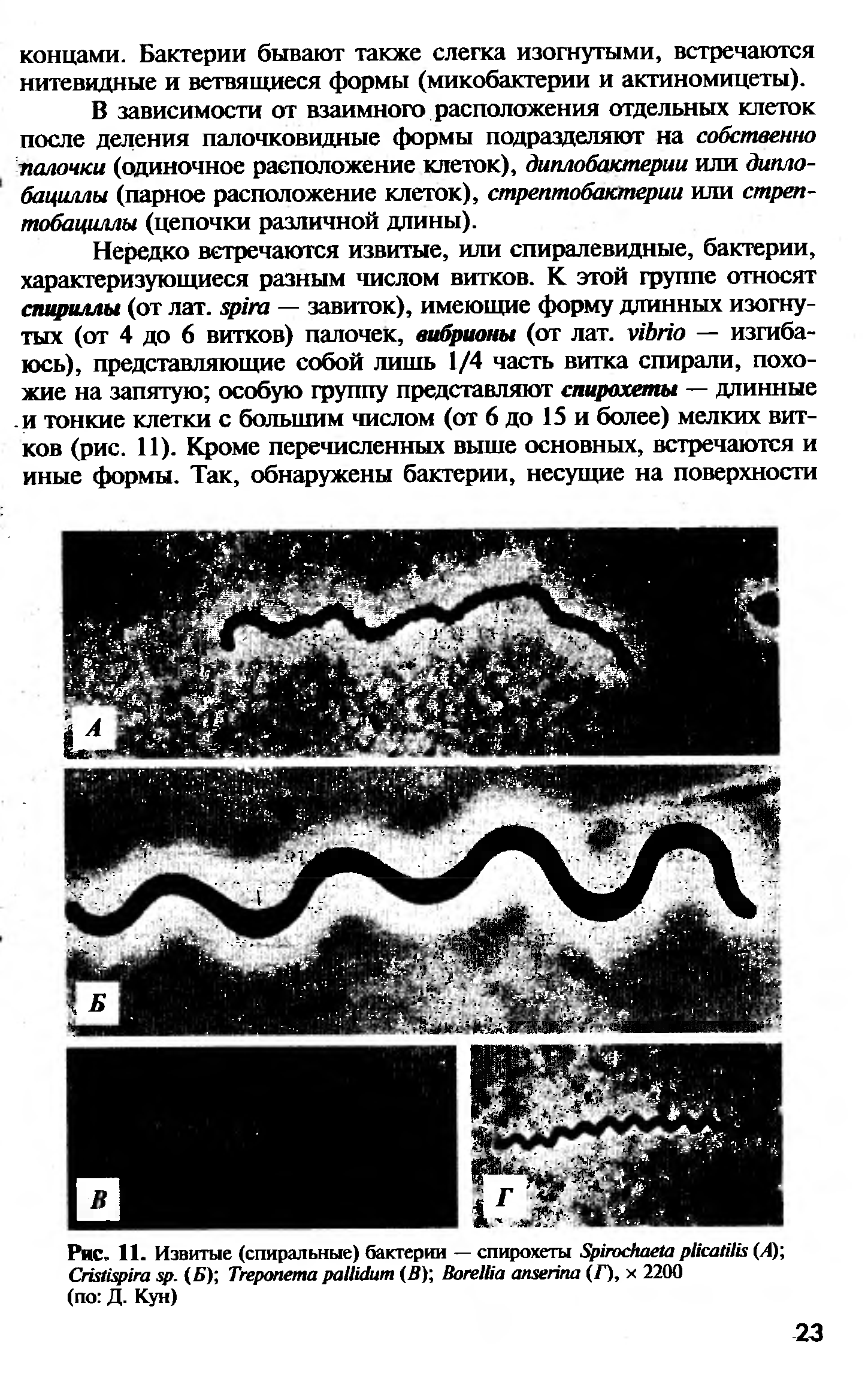 Рис. 11. Извитые (спиральные) бактерии — спирохеты S (Л) C . (Б) T (B , B (Г), 2200 (по Д. Кун)...