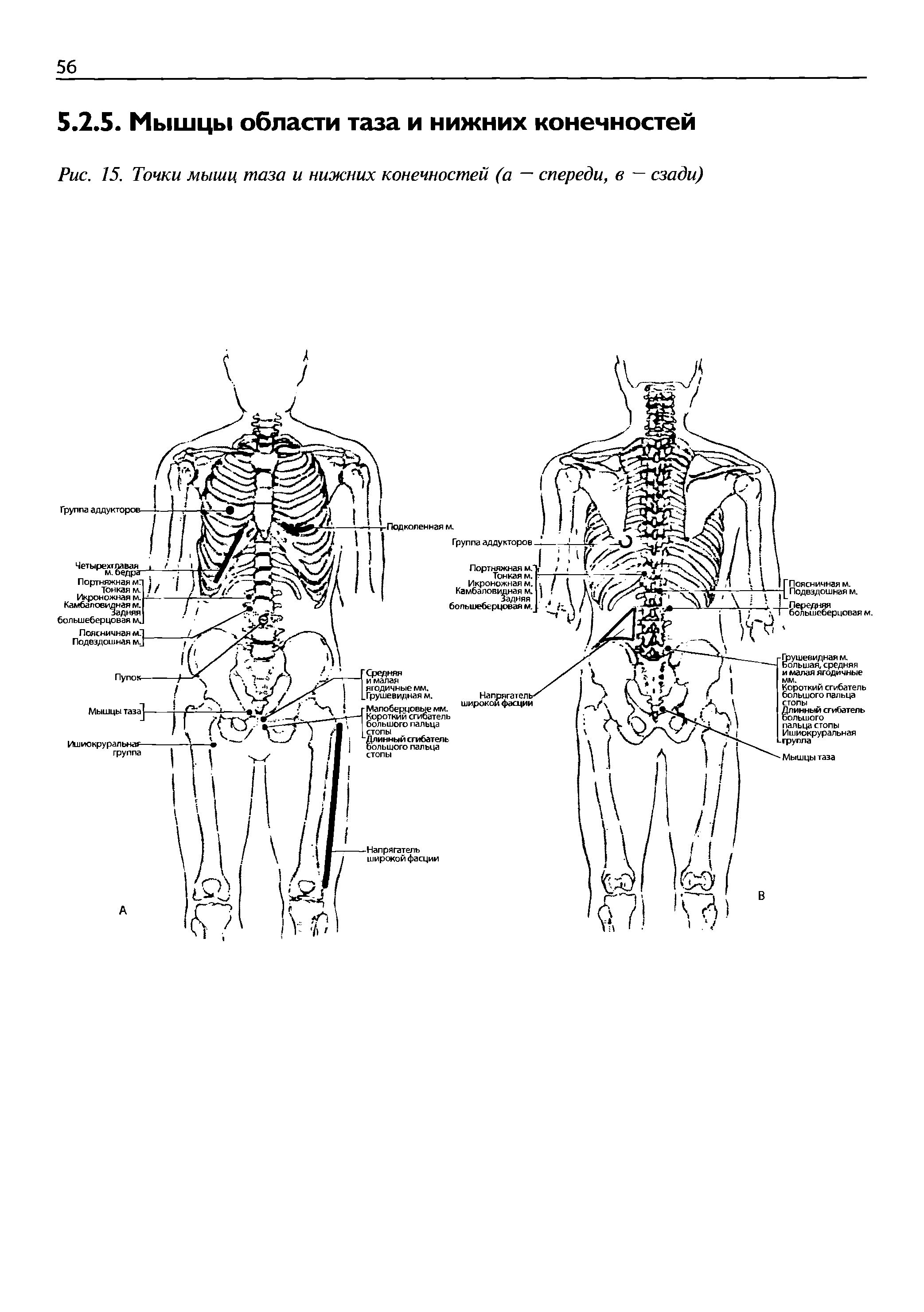 Рис. 15. Точки мышц таза и нижних конечностей (а — спереди, в — сзади)...