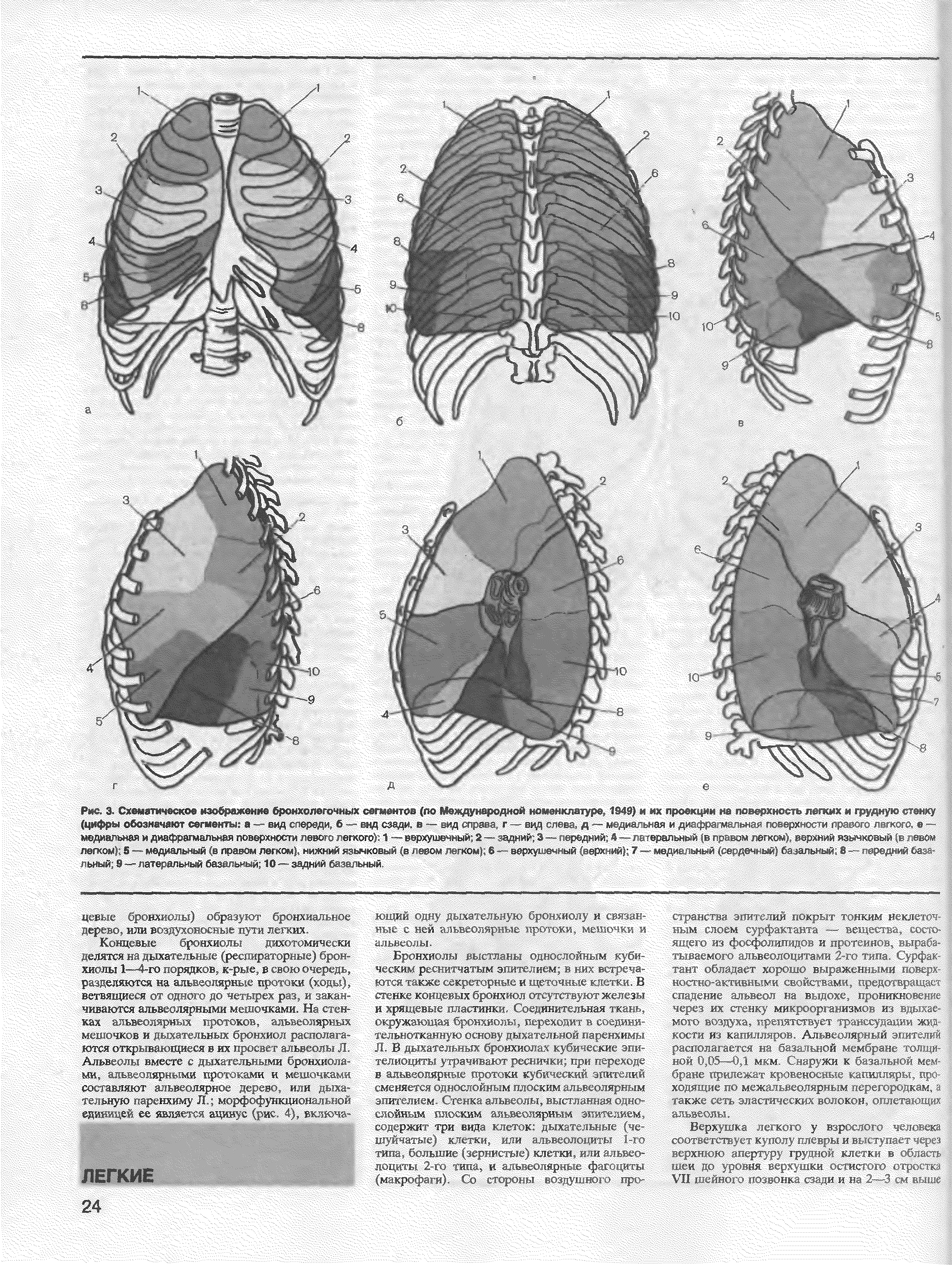 Рис. 3. Схематическое изображение бронхолегочных сегментов (по Международной номенклатуре 1949) и их проекции на поверхность легких и грудную станку (цифры обозначают сегменты в -- вид спереди б — вод сзади, в — вид справа г -- вод > львг , д — медиа,едная и дилфи- (юсерхпо- ги < л ед- --...