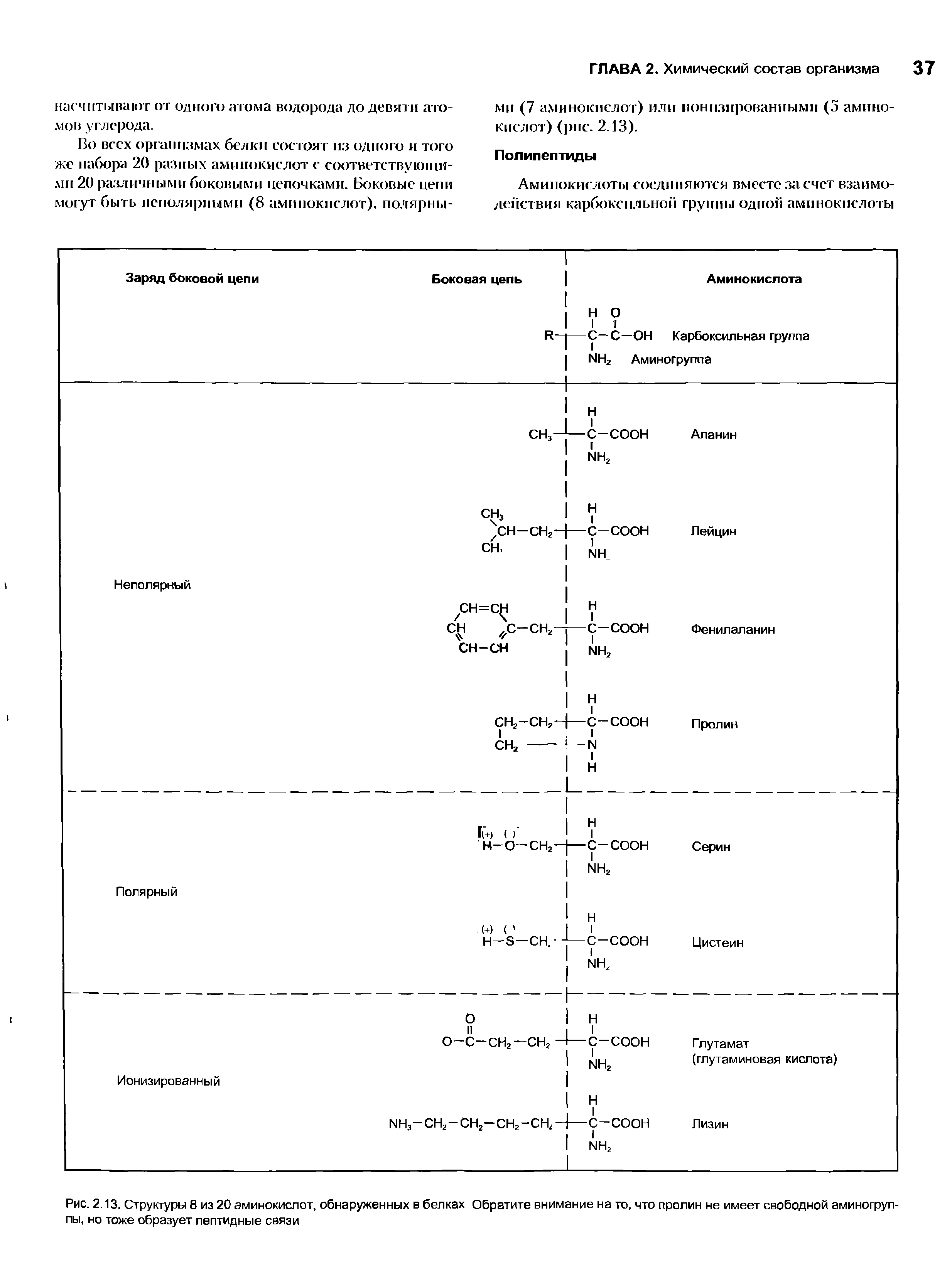 Рис. 2.13. Структуры 8 из 20 аминокислот, обнаруженных в белках Обратите внимание на то, что пролин не имеет свободной аминогруппы, но тоже образует пептидные связи...