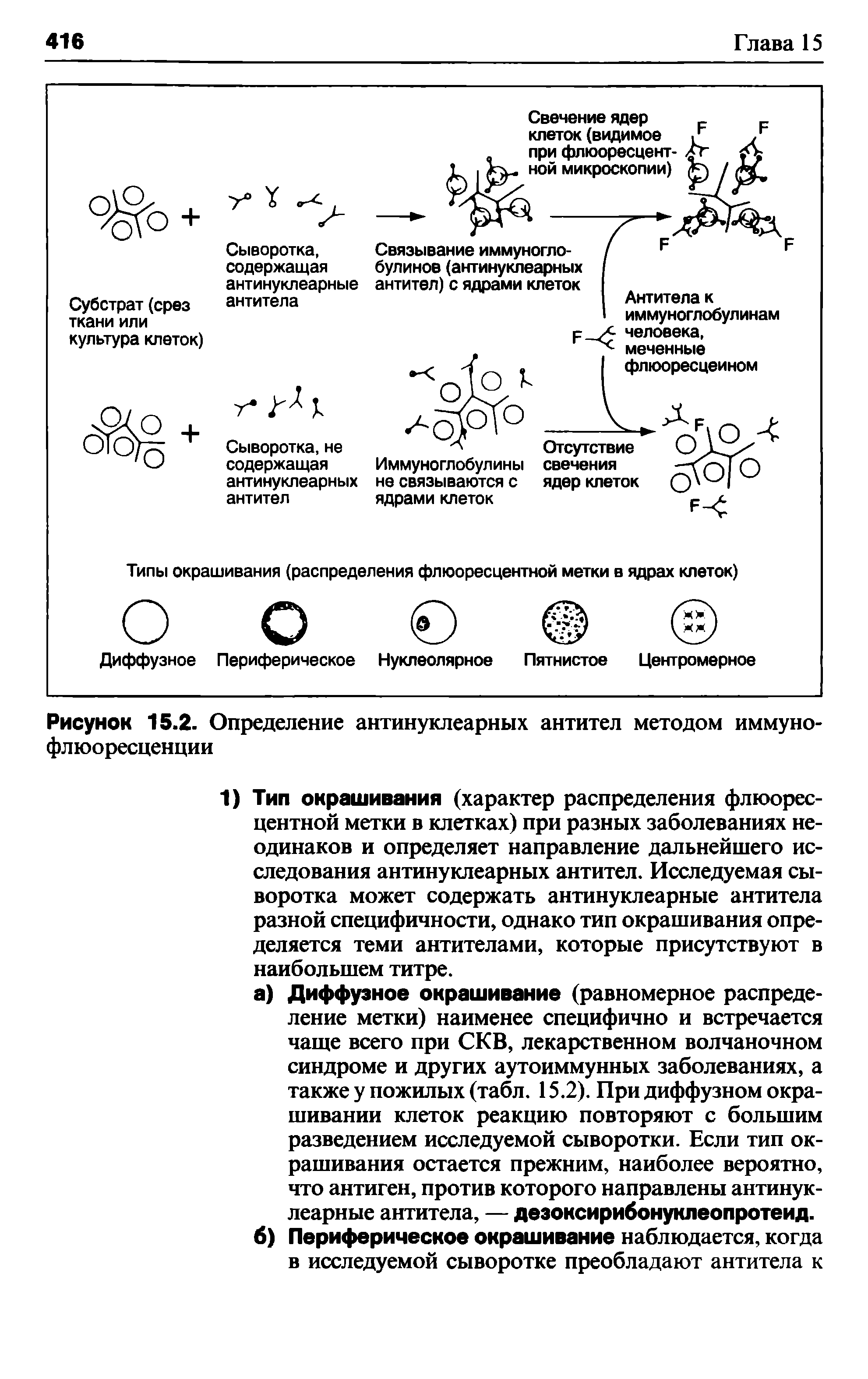 Рисунок 15.2. Определение антинуклеарных антител методом иммунофлюоресценции...