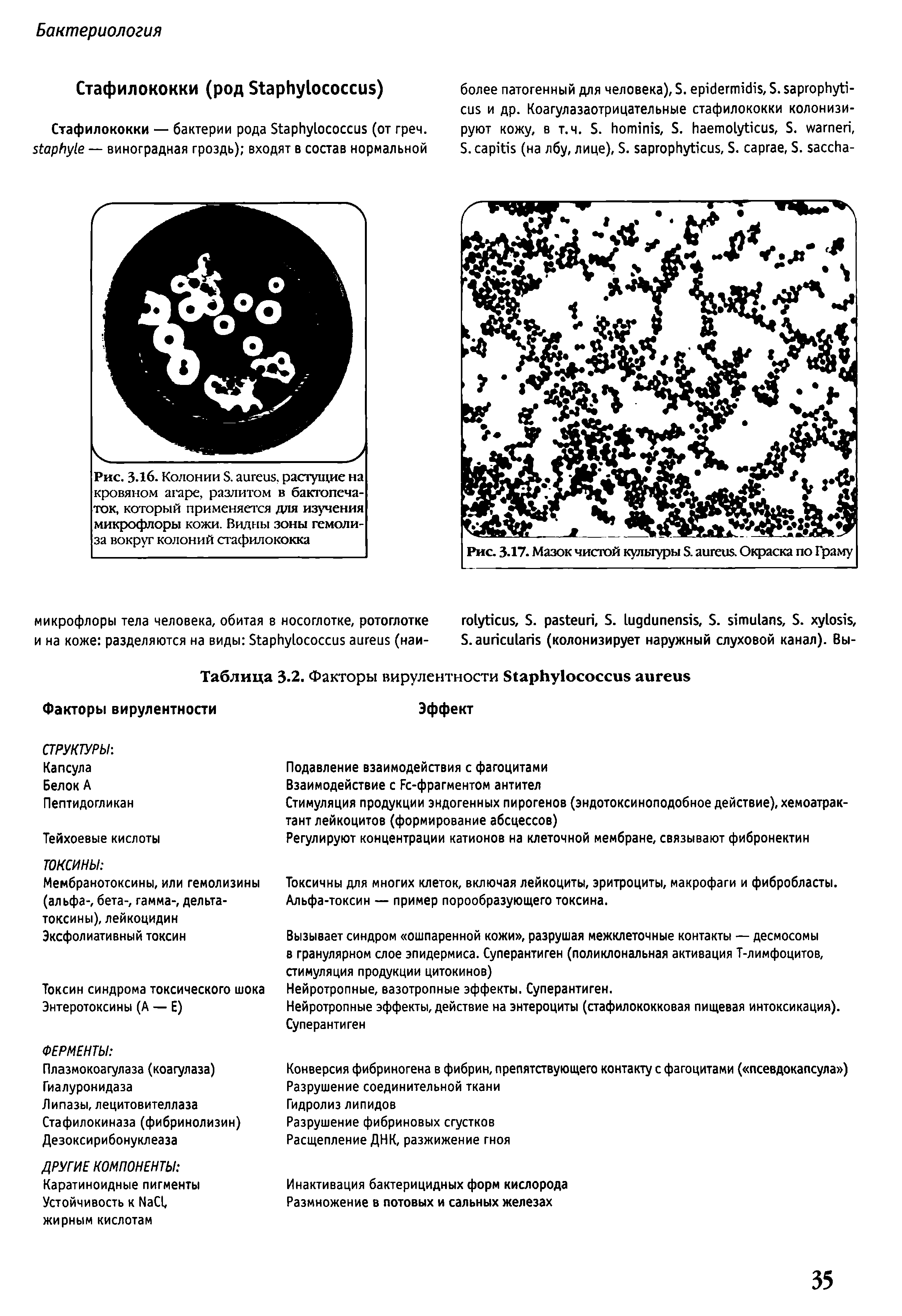 Рис. 3.16. Колонии S. , растущие на кровяном агаре, разлитом в бакгопеча-ток, который применяется для изучения микрофлоры кожи. Видны зоны гемолиза вокруг колоний стафилококка...