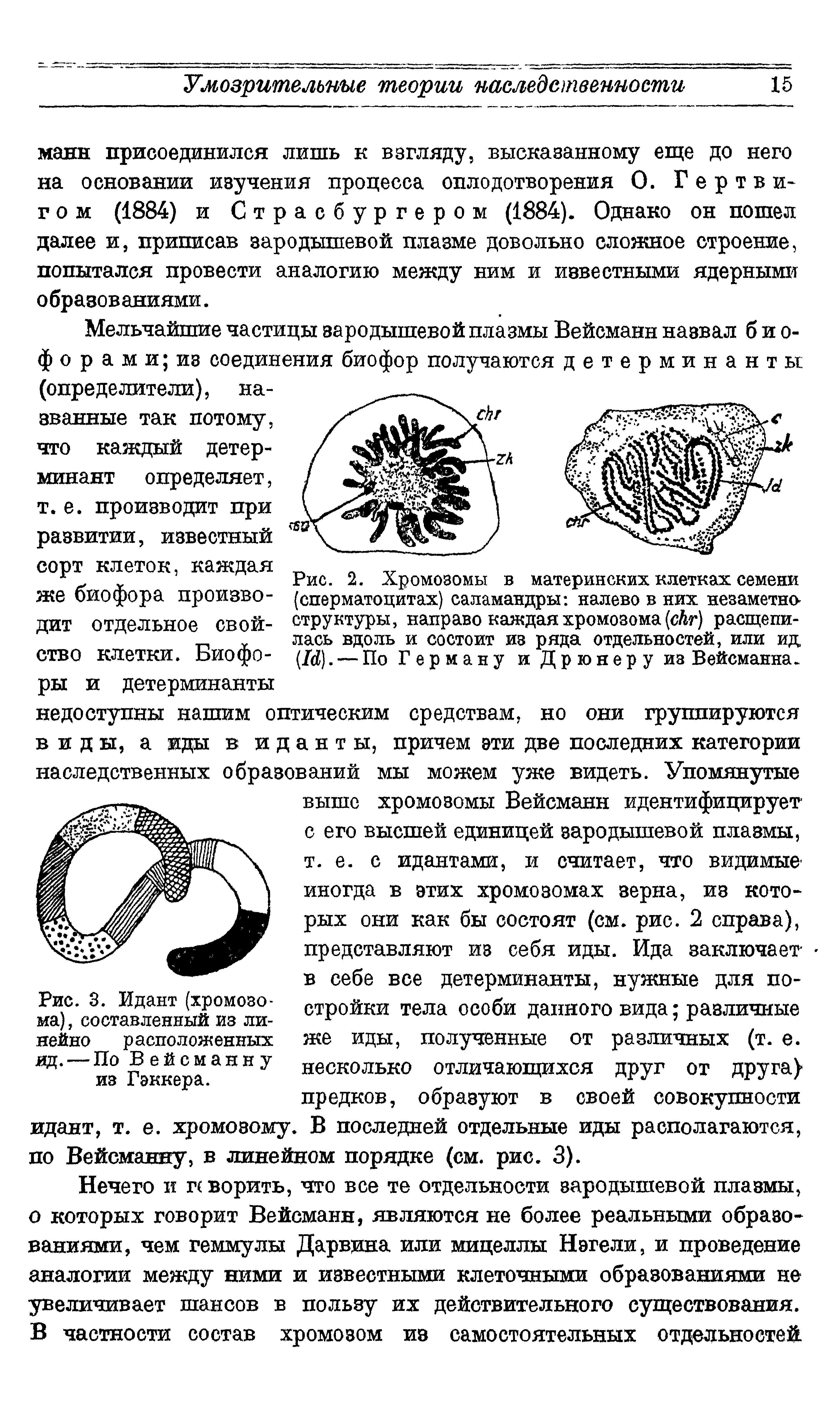 Рис. 2. Хромозомы в материнских клетках семени (сперматоцитах) саламандры налево в них незаметна структуры, направо каждая хромозома[ ) расщепилась вдоль и состоит из ряда отдельностей, или ид [I ). — По Герману и Дрюнеру из Вейсманна.