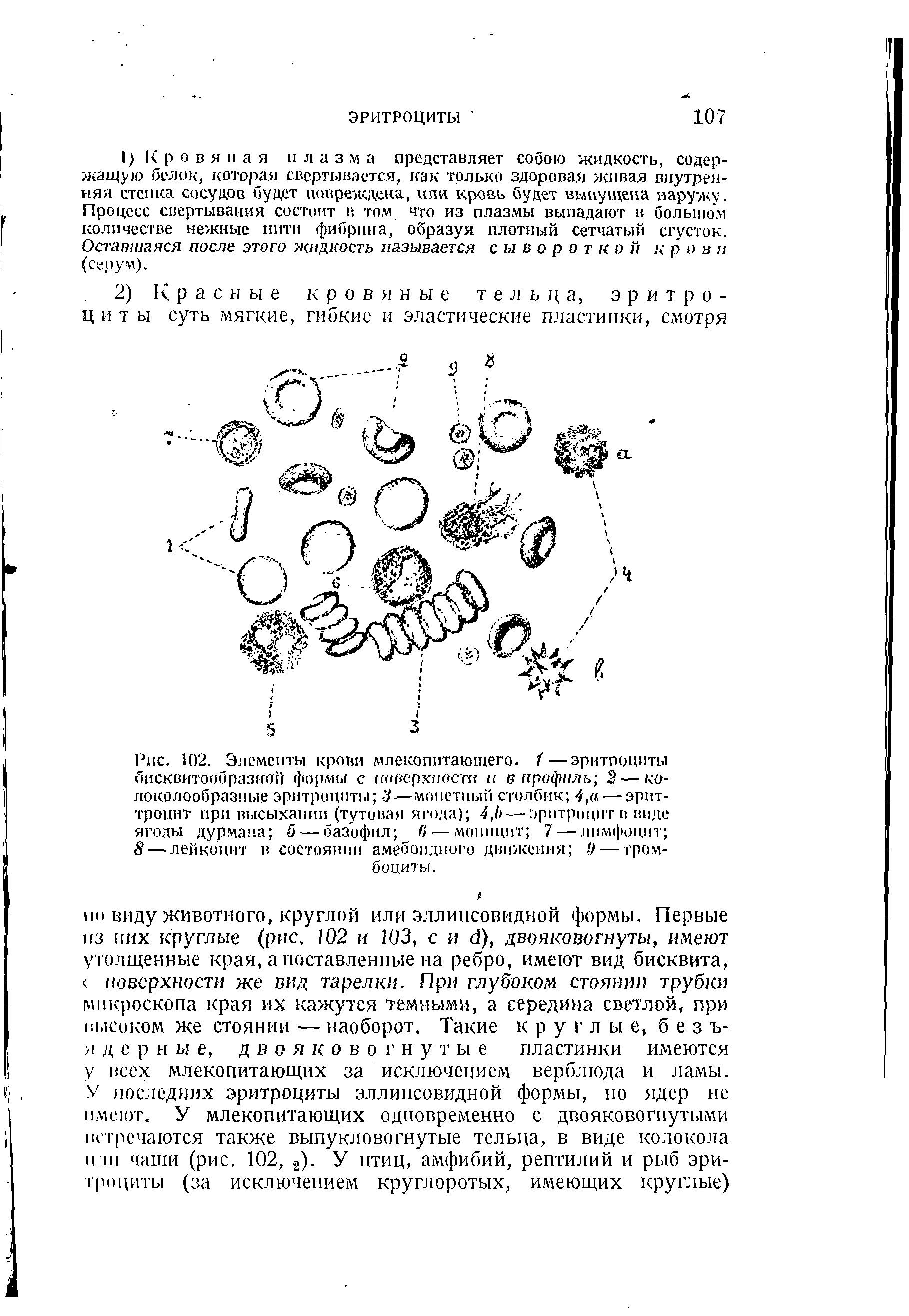 Рис. 102. Элементы кропи млекопитающего. 1 —эритроциты бисквитообразяой формы с поверхности и в профиль 2 — ко-локолообразиые эритроциты -J—монетный столбик 4,а - эрит-троцит при высыхании (тутовая ягода) 4, — эритроцит в виде ягоды дурмана 5 — базофил — моппцит 7 — лимфоцит 8— лейкоцит в состоянии амебоидного движения 9— тромбоциты.