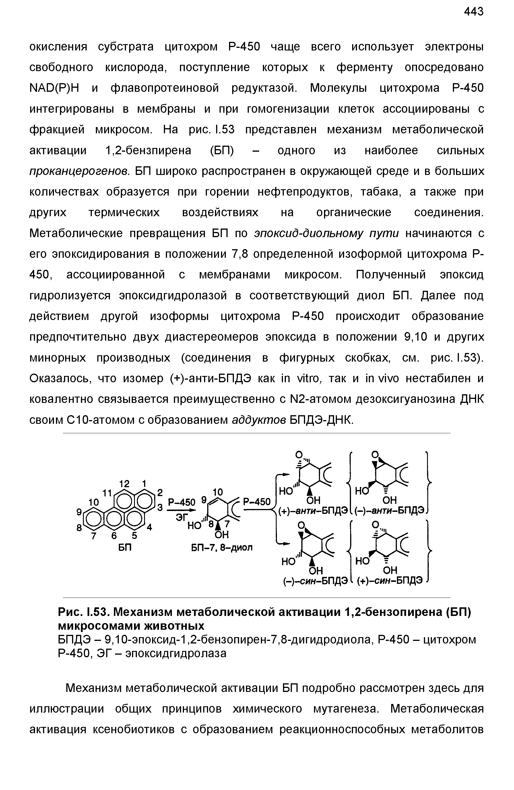 Рис. 1.53. Механизм метаболической активации 1,2-бензопирена (БП) микросомами животных...