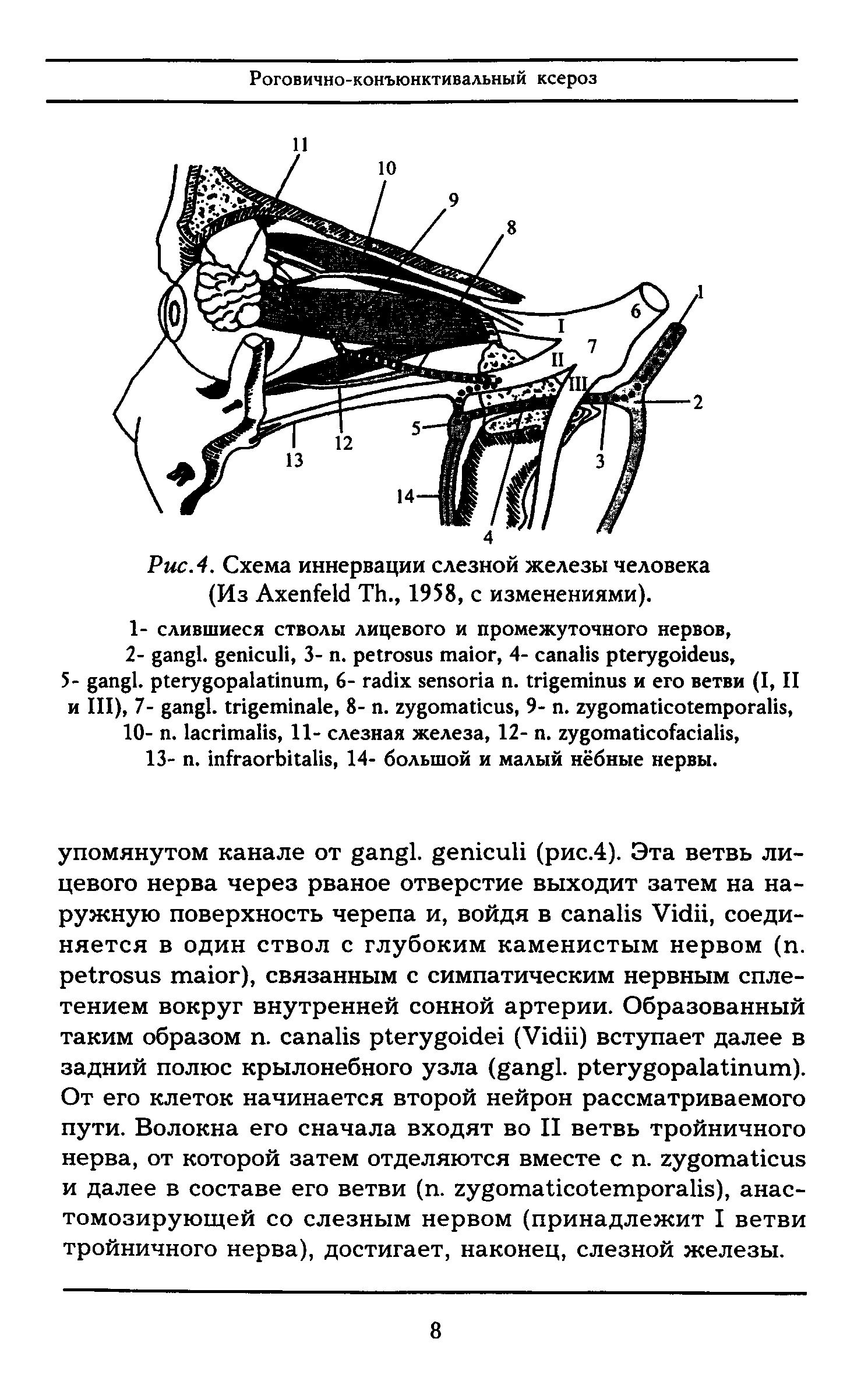 Рис. 4. Схема иннервации слезной железы человека (Из A T ., 1958, с изменениями).