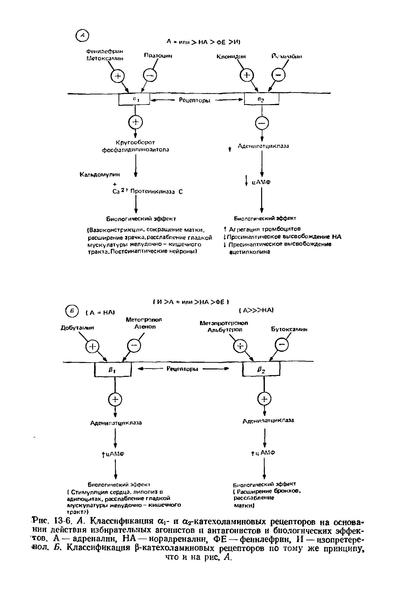 Рис. 13-6. А. Классификация аг и а2-катехоламиповых рецепторов на основании действия избирательных агонистов п антагонистов и биологических эффектов. А — адреналин, НА — норадреналин, ФЕ — феннлефрин, И — изопретере- ол. Б. Классификация Р-катехоламиновых рецепторов по тому же принципу, что и на рис. А.