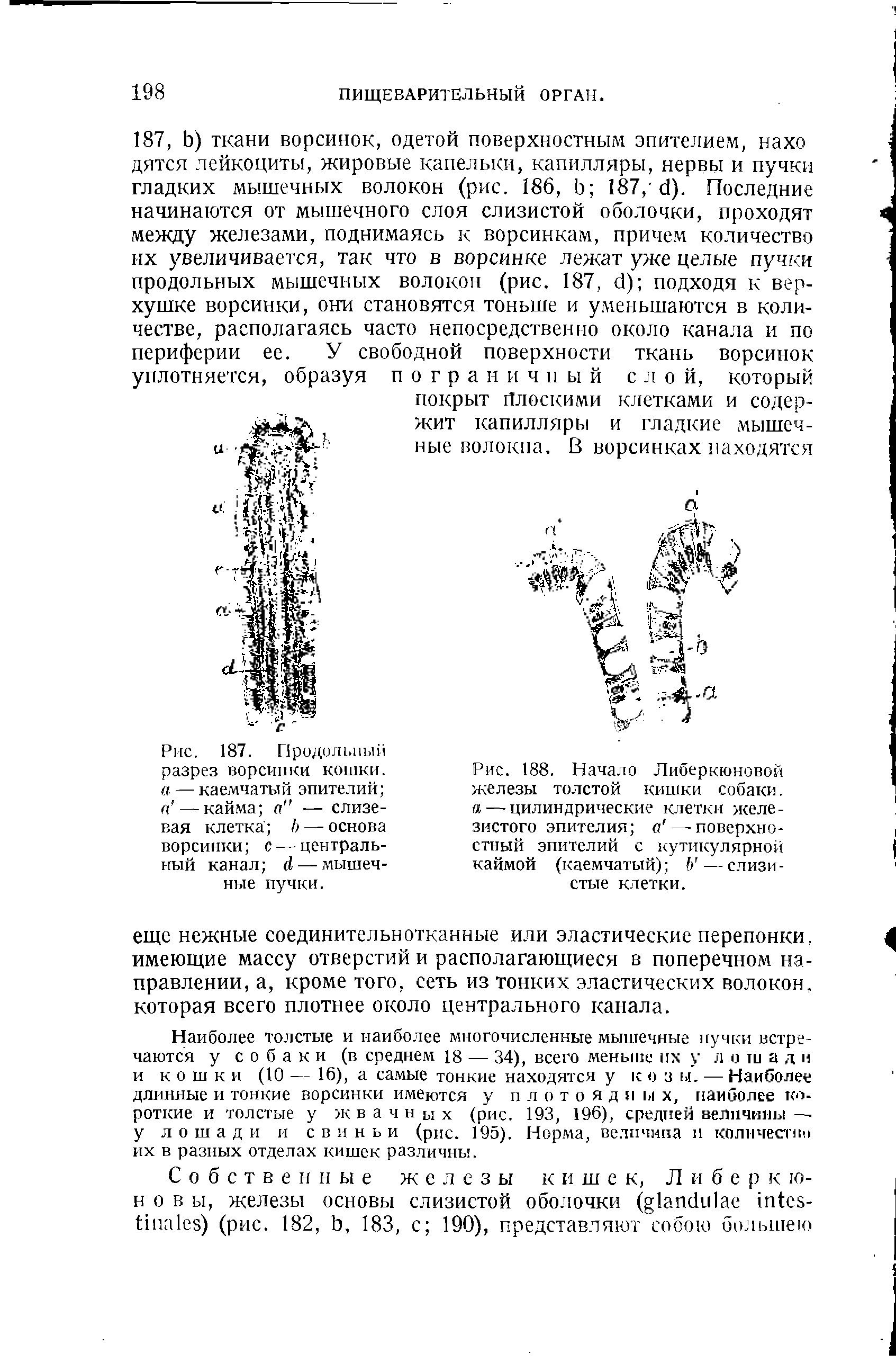 Рис. 188. Начало Либеркюновой железы толстой кишки собаки. а — цилиндрические клетки железистого эпителия а — поверхностный эпителий с кутикулярной каймой (каемчатый) Ъ — слизистые клетки.