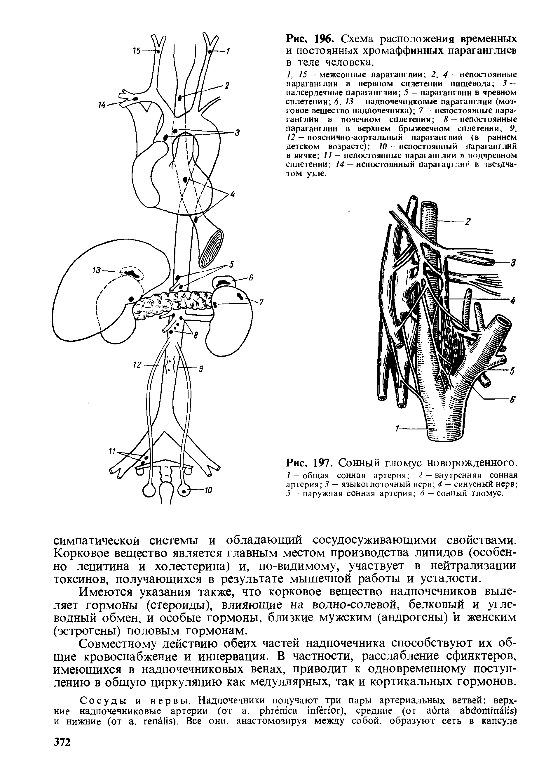 Рис. 197. Сонный гломус новорожденного. 1 — общая сонная артерия 2 — внутренняя сонная артерия 3 — языко лоточный нерв 4 — синусный нерв 5 — наружная сонная артерия 6 — сонный гломус.