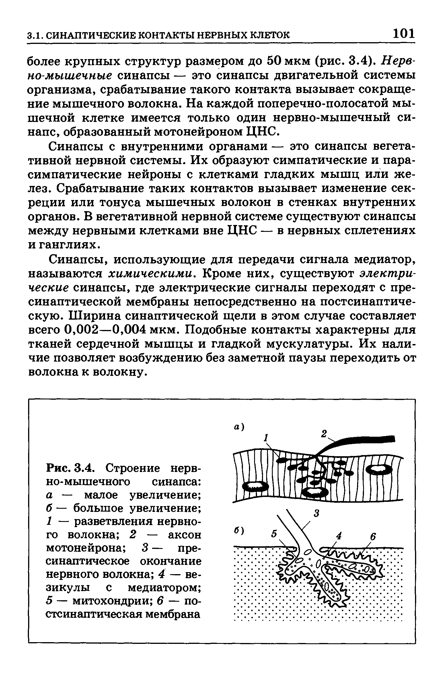 Рис. 3.4. Строение нервно-мышечного синапса а — малое увеличение б — большое увеличение 1 — разветвления нервного волокна 2 — аксон мотонейрона 3 — пре-синаптическое окончание нервного волокна 4 — везикулы с медиатором 5 — митохондрии 6 — постсинаптическая мембрана...