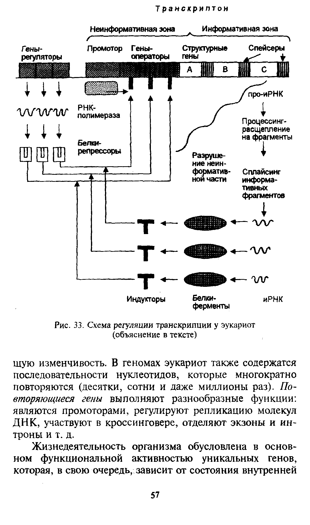 Рис. 33. Схема регуляции транскрипции у эукариот (объяснение в тексте)...