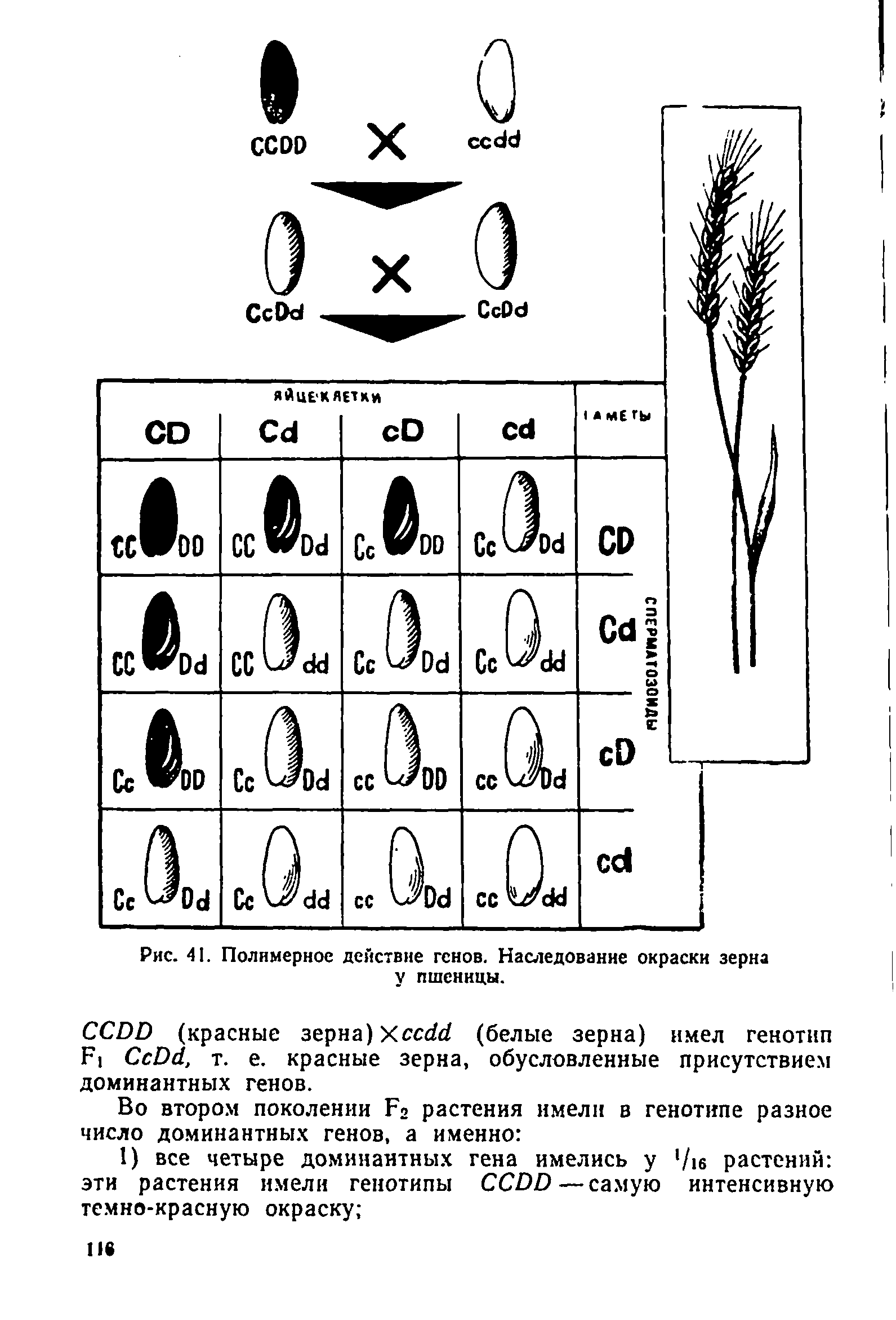 Рис. 41. Полимерное действие генов. Наследование окраски зерна у пшеницы.