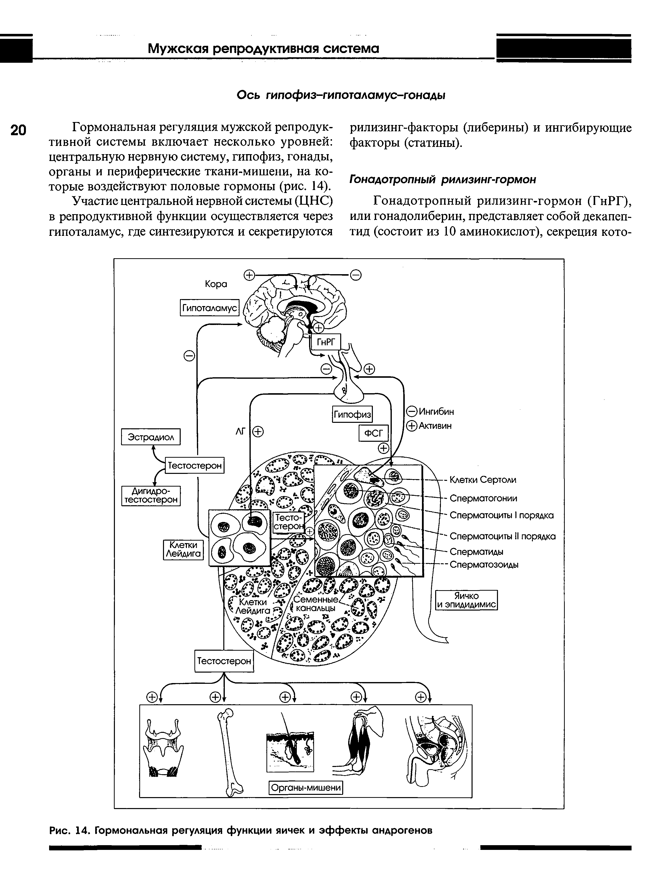 Рис. 14. Гормональная регуляция функции яичек и эффекты андрогенов...