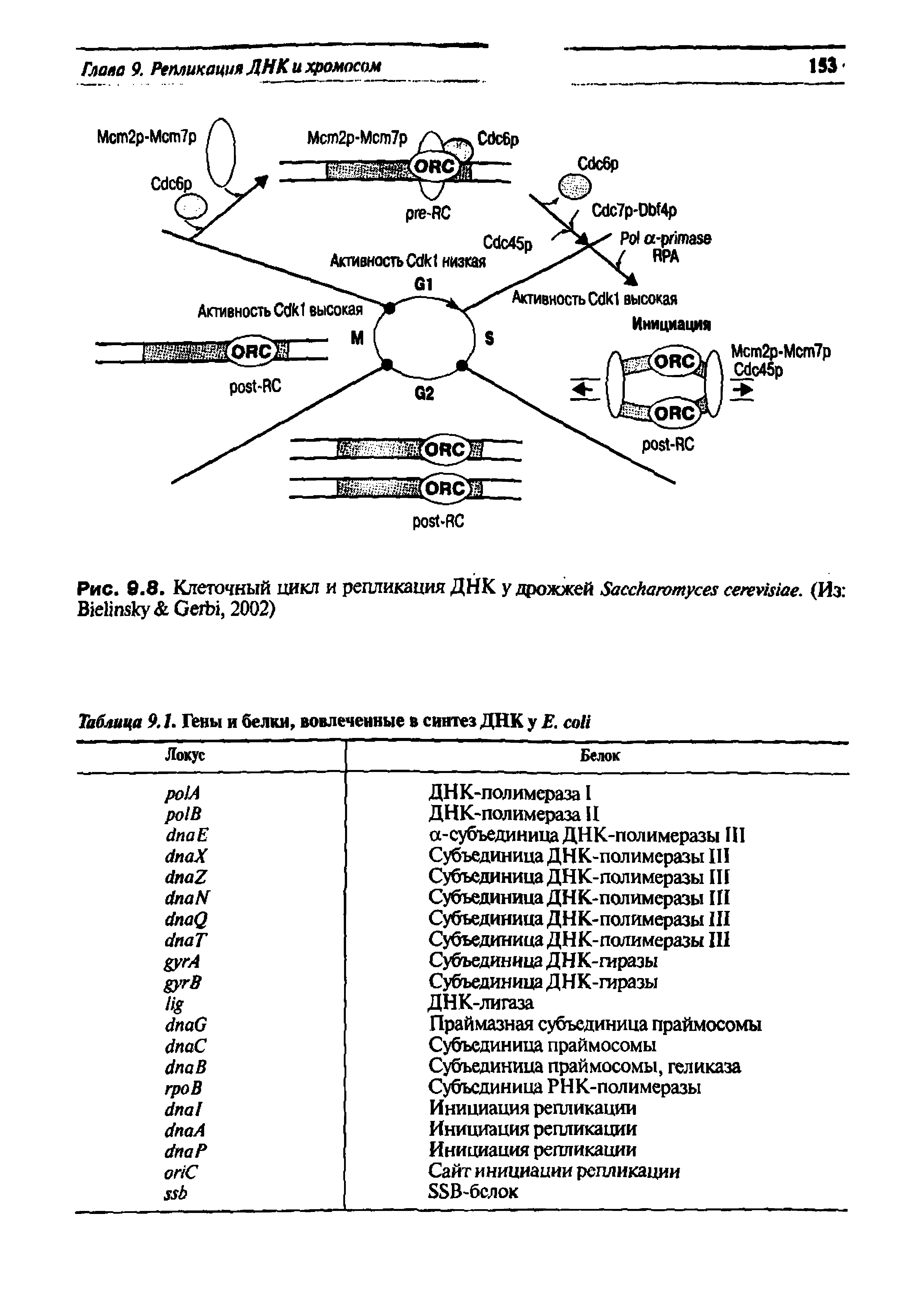 Рис. 0.8. Клеточный цикл и репликация ДНК у дрожжей S . (Из B G , 2002)...