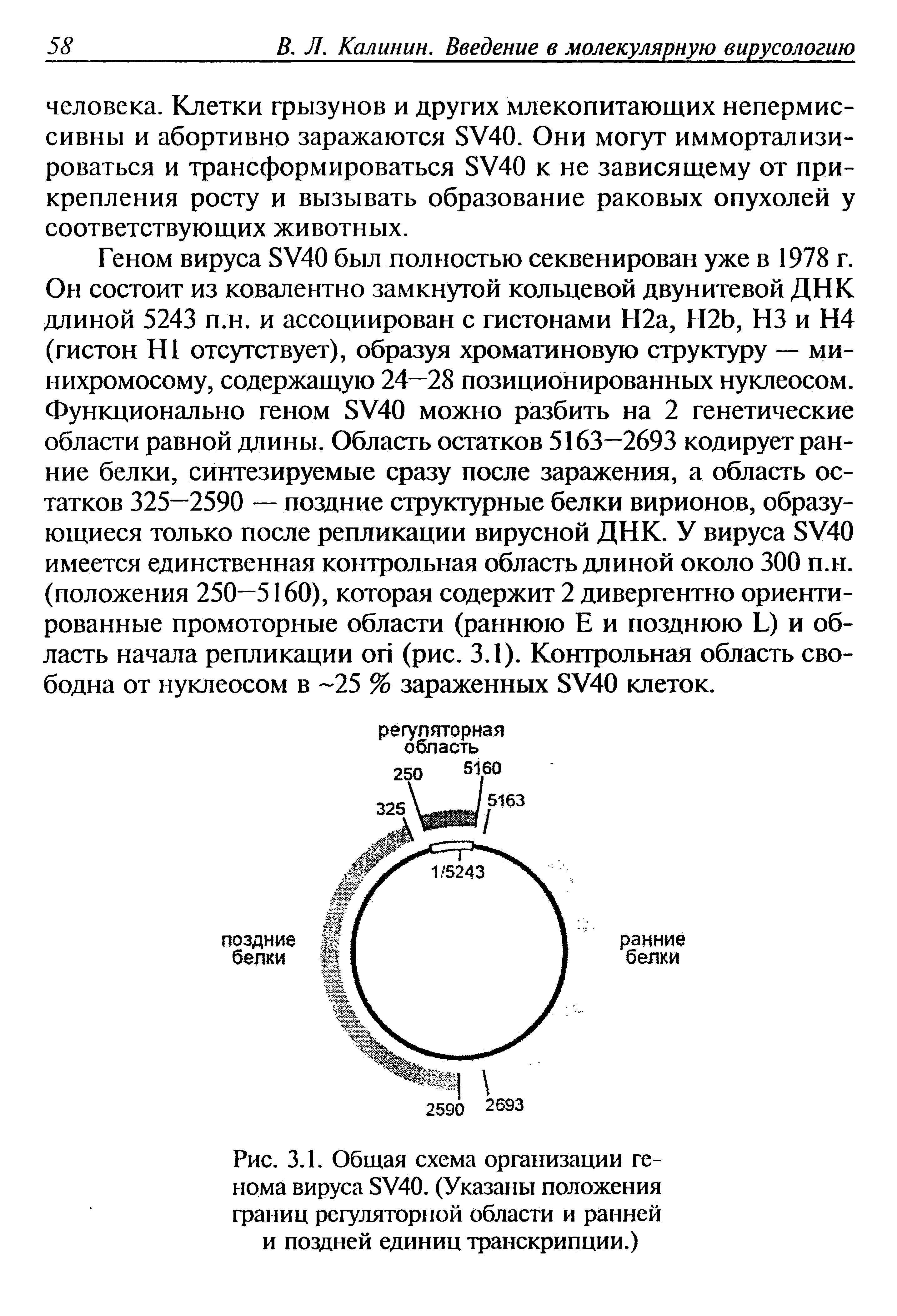 Рис. 3.1. Общая схема организации генома вируса 5У40. (Указаны положения границ регуляторной области и ранней и поздней единиц транскрипции.)...