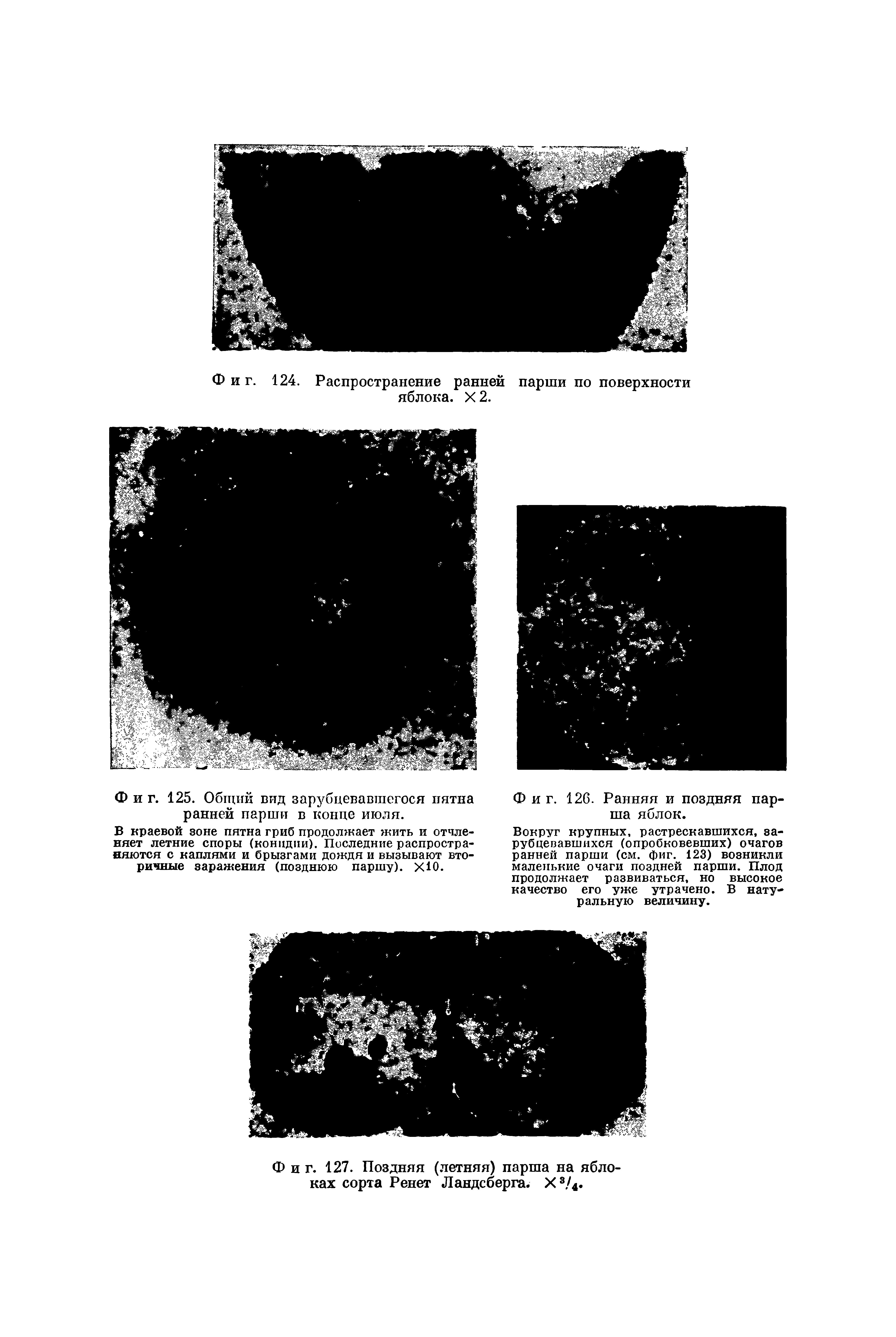 Фиг. 127. Поздняя (летняя) парша на яблоках сорта Ренет Ландсберга. Х3/4.