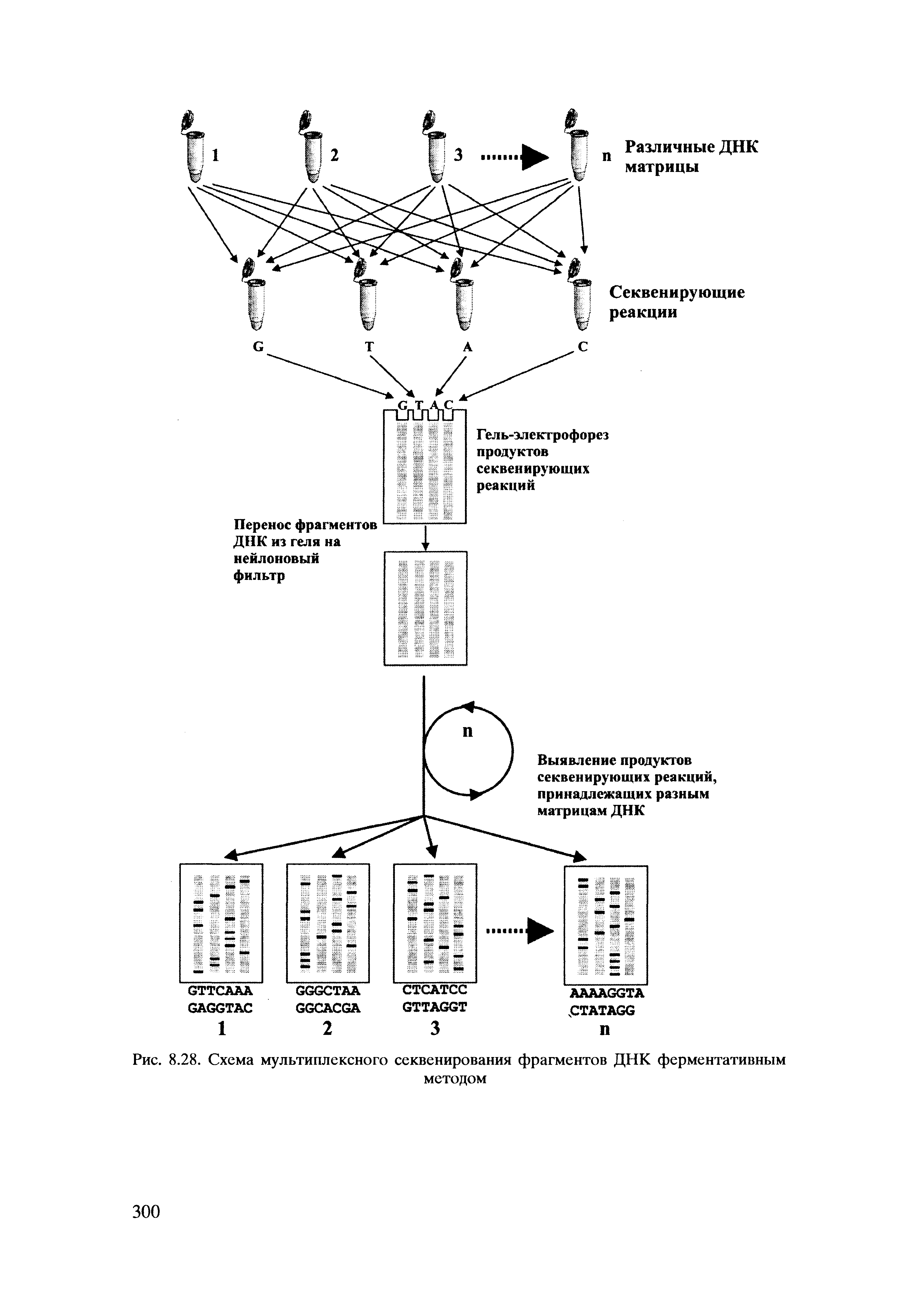 Рис. 8.28. Схема мультиплексного секвенирования фрагментов ДНК ферментативным методом...