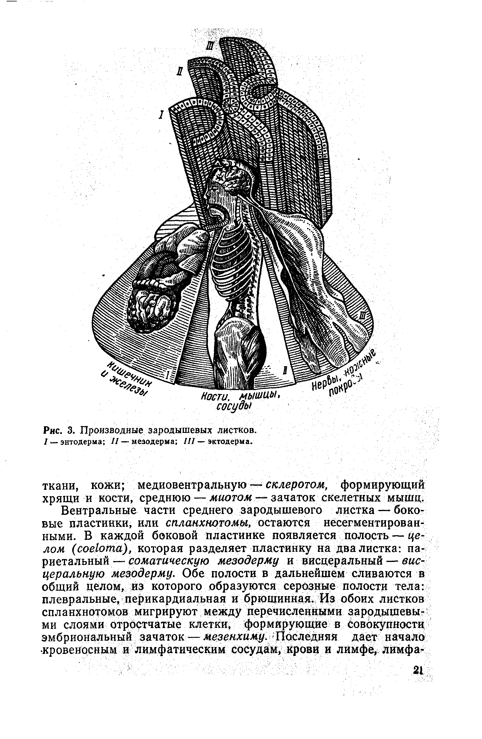 Рис. 3. Производные зародышевых листков, 1 — энтодерма // — мезодерма III — эктодерма.