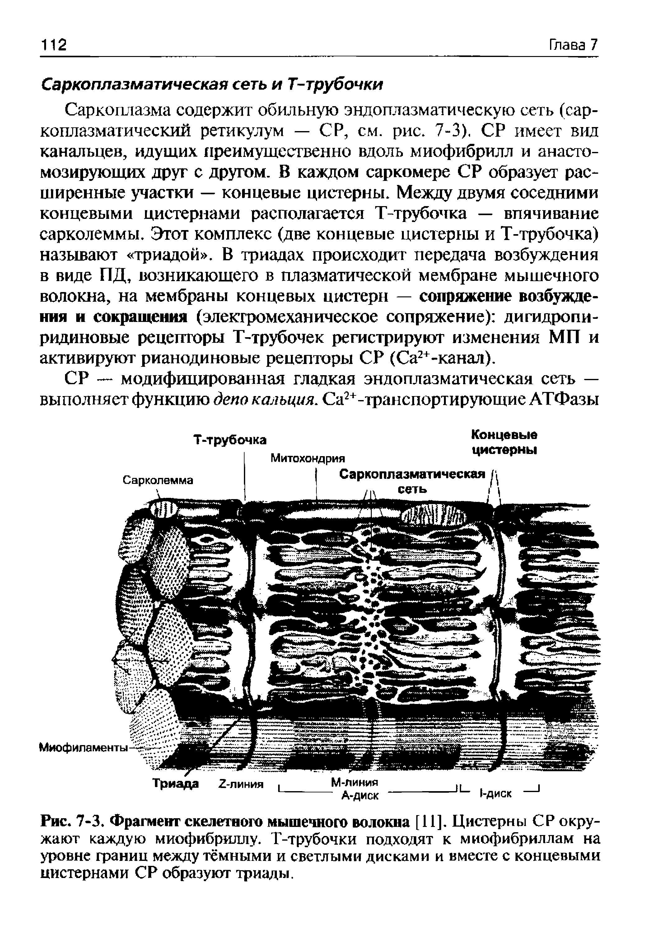 Рис. 7-3. Фрагмент скелетного мышечного волокна [11]. Цистерны СР окружают каждую миофибриллу. Т-трубочки подходят к миофибриллам на уровне границ между тёмными и светлыми дисками и вместе с концевыми цистернами СР образуют триады.