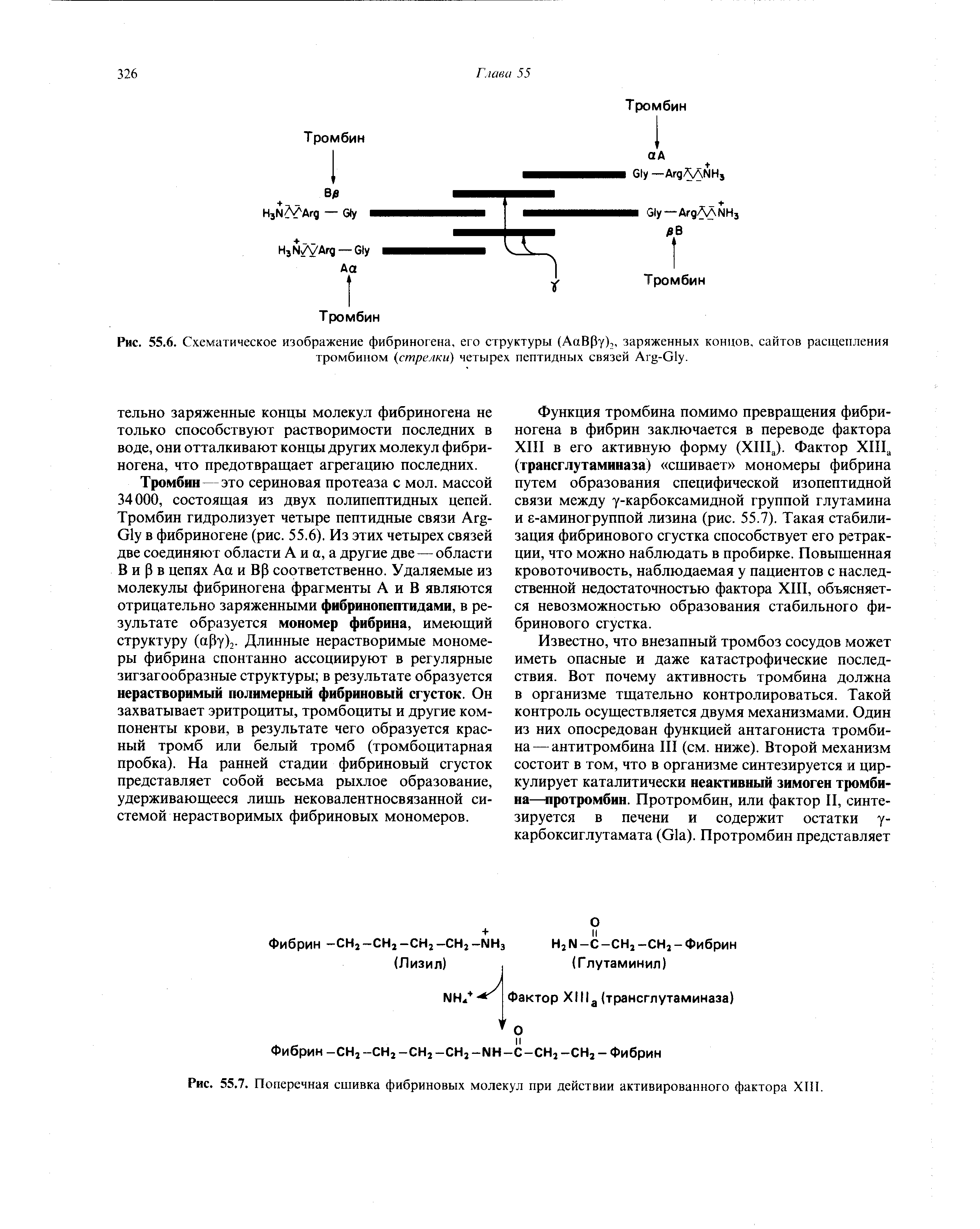 Рис. 55.6. Схематическое изображение фибриногена, его структуры (АаВру), заряженных концов, сайтов расщепления тромбином (стрелки) четырех пептидных связей А -Иу.