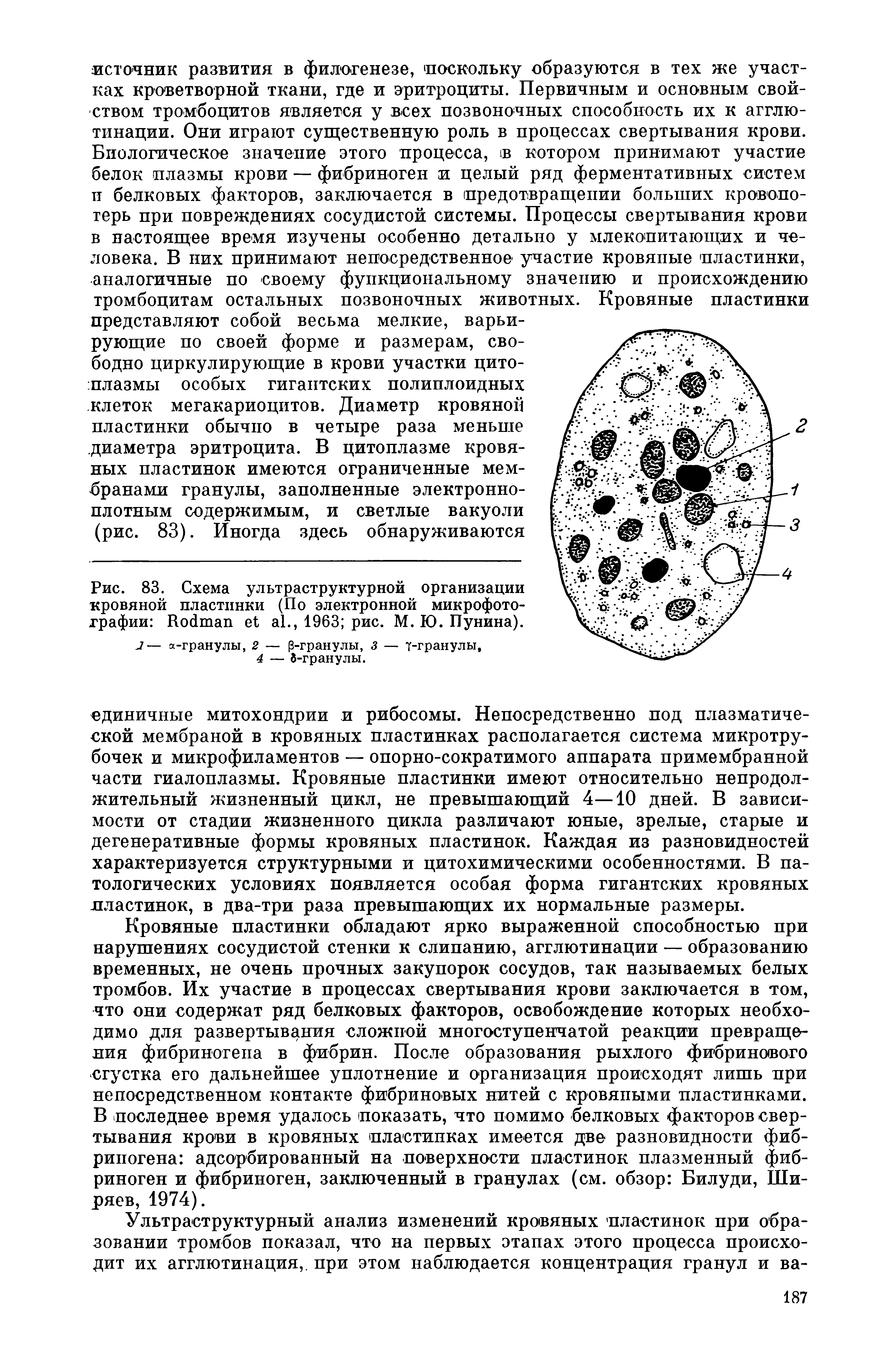 Рис. 83. Схема ультраструктурной организации кровяной пластинки (По электронной микрофотографии R ., 1963 рис. М. Ю. Пунина).