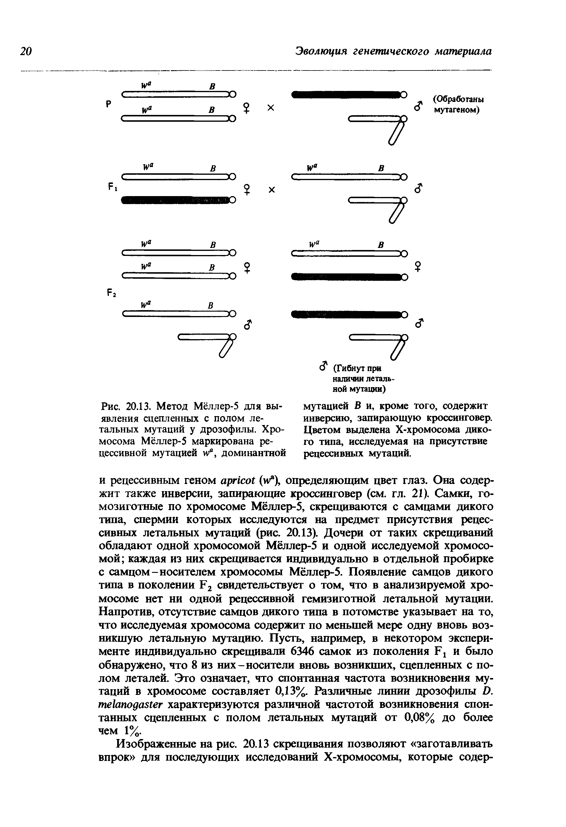 Рис. 20.13. Метод Мёллер-5 для выявления сцепленных с полом летальных мутаций у дрозофилы. Хромосома Мёллер-5 маркирована рецессивной мутацией и> , доминантной...