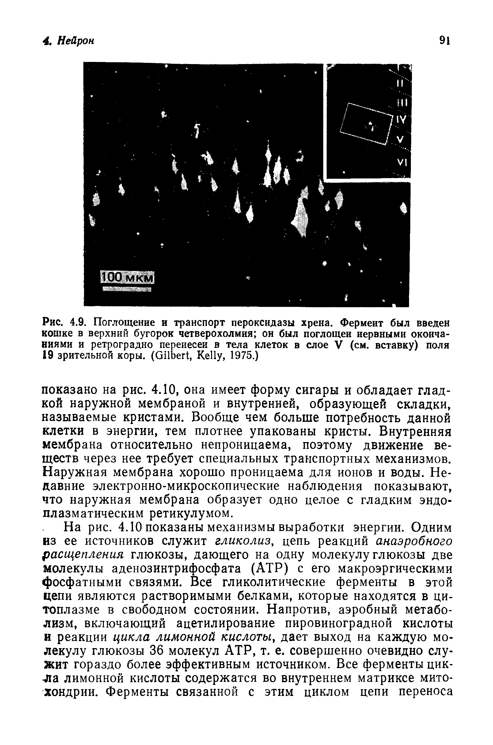 Рис. 4.9. Поглощение и транспорт пероксидазы хрена. Фермент был введен кошке в верхний бугорок четверохолмия он был поглощен нервными окончаниями и ретроградно перенесен в тела клеток в слое V (см. вставку) поля 19 зрительной коры. (G , K , 1975.)...