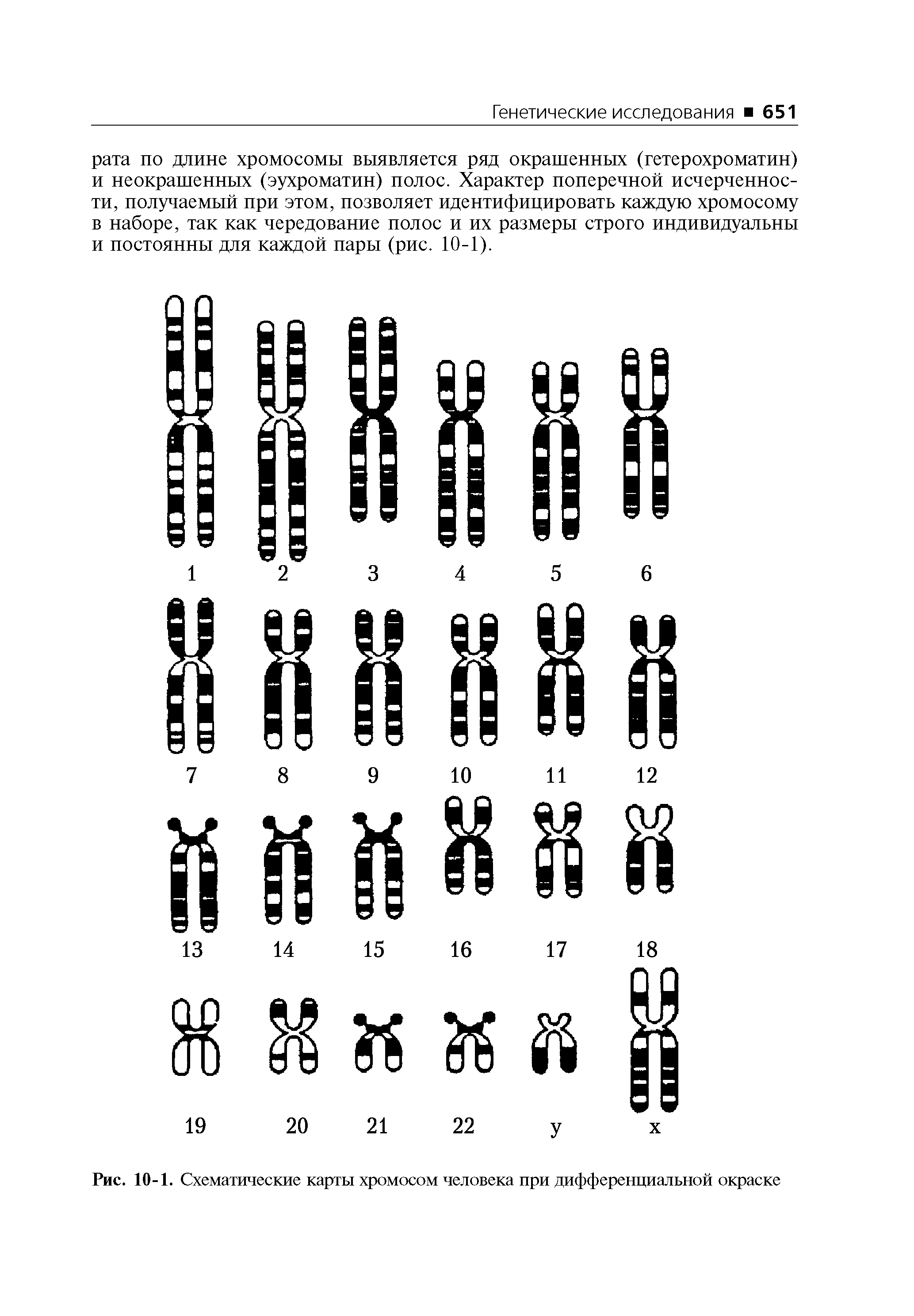Рис. 10-1. Схематические карты хромосом человека при дифференциальной окраске...