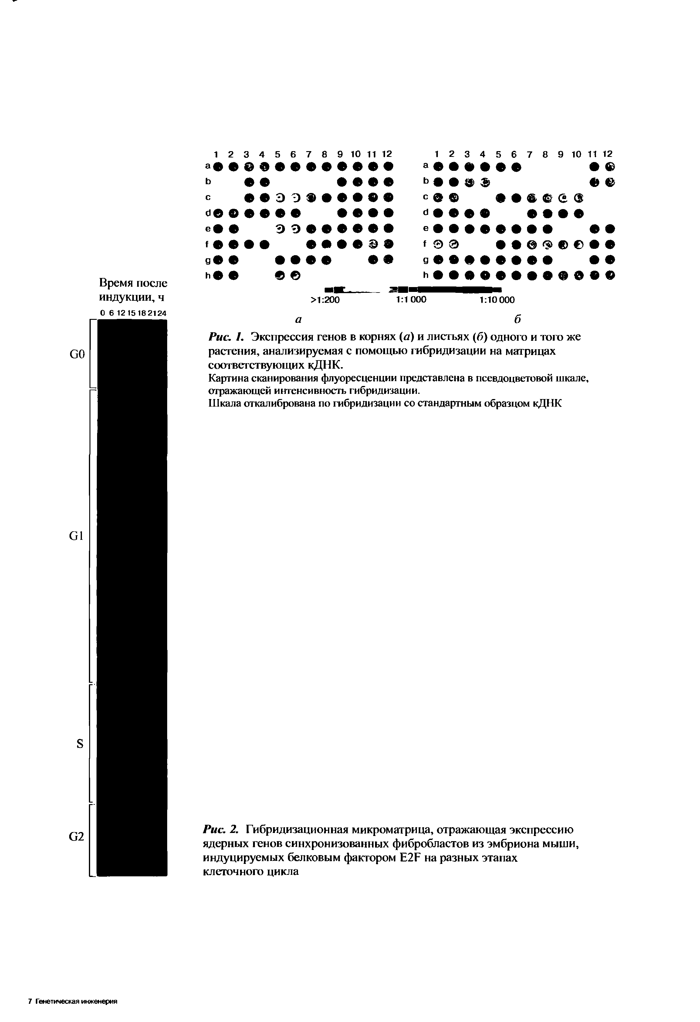 Рис. 2. Гибридизационная микроматрица, отражающая экспрессию ядерных генов синхронизованных фибробластов из эмбриона мыши, индуцируемых белковым фактором Е2Г на разных этапах клеточного цикла...