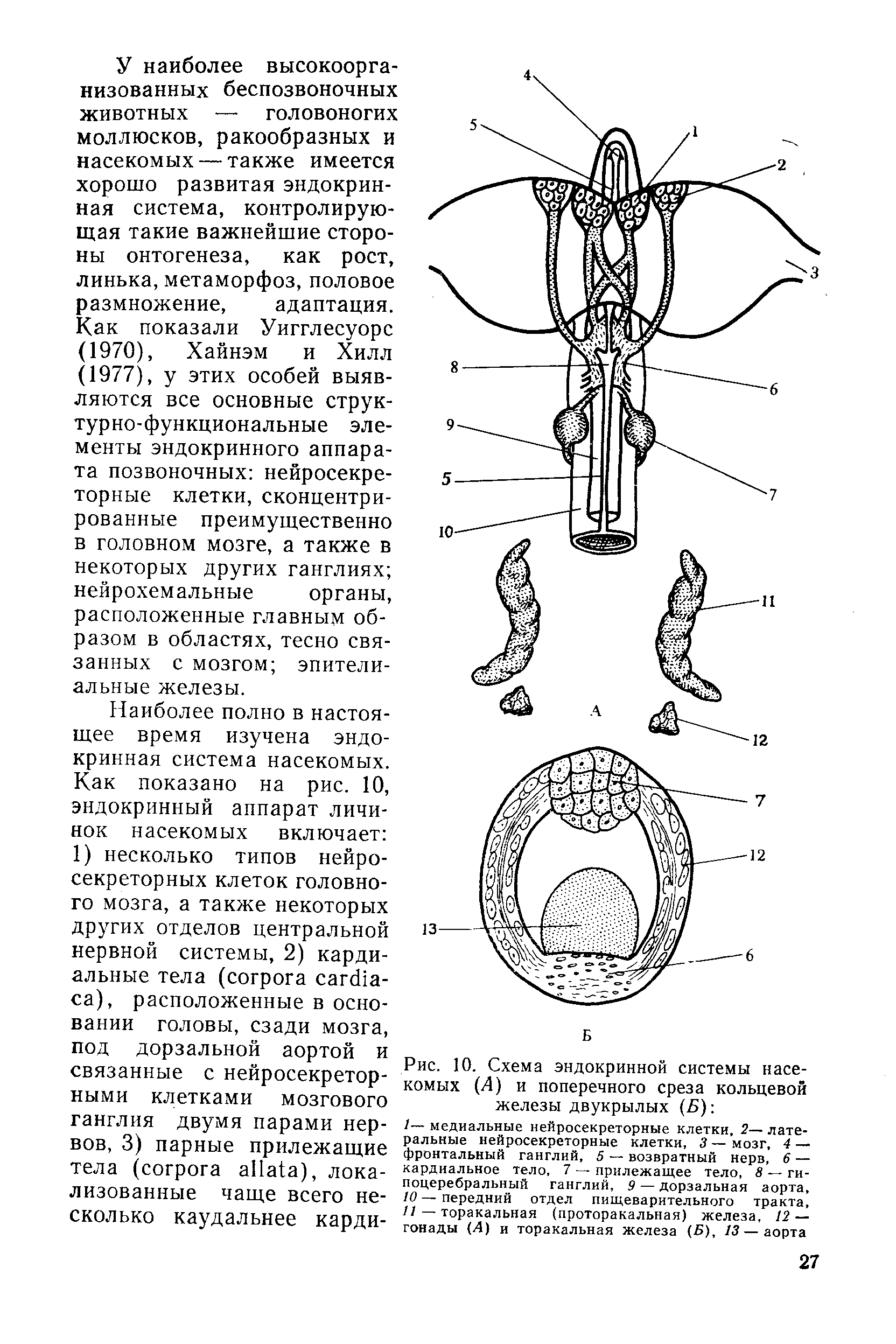 Рис. 10. Схема эндокринной системы насекомых (Д) и поперечного среза кольцевой железы двукрылых (Б) ...