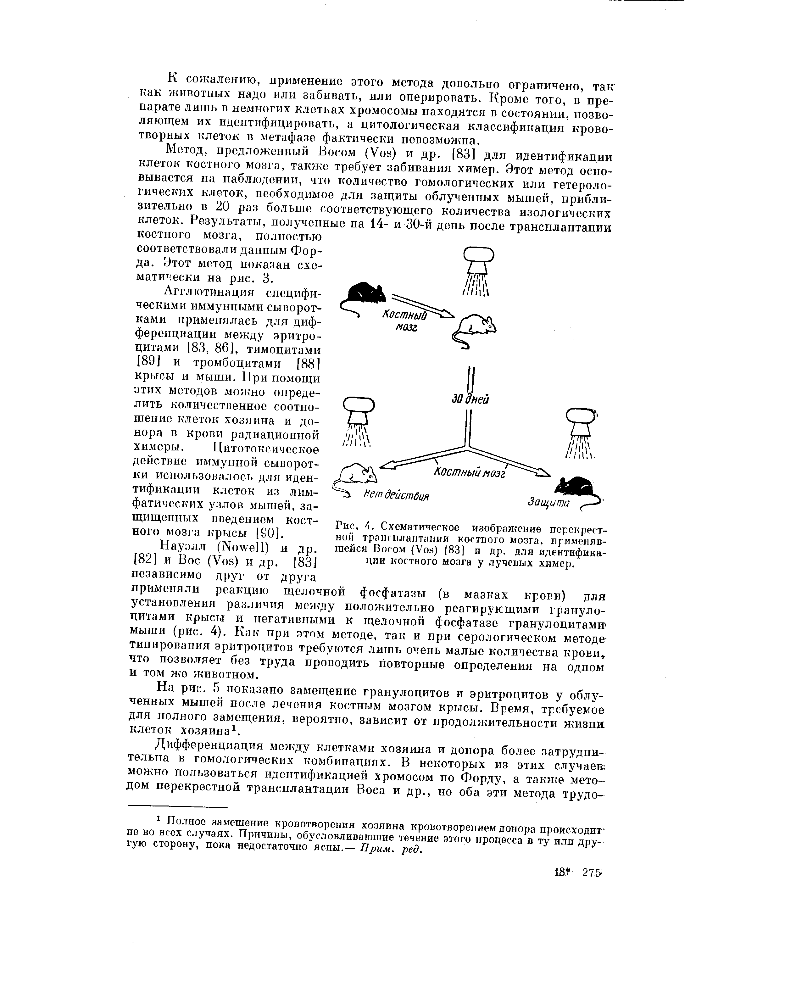 Рис. 4. Схематическое изображение перекрестной трансплантации костного мозга, применявшейся Восом (V ) 183) и др. для идентификации костного мозга у лучевых химер.