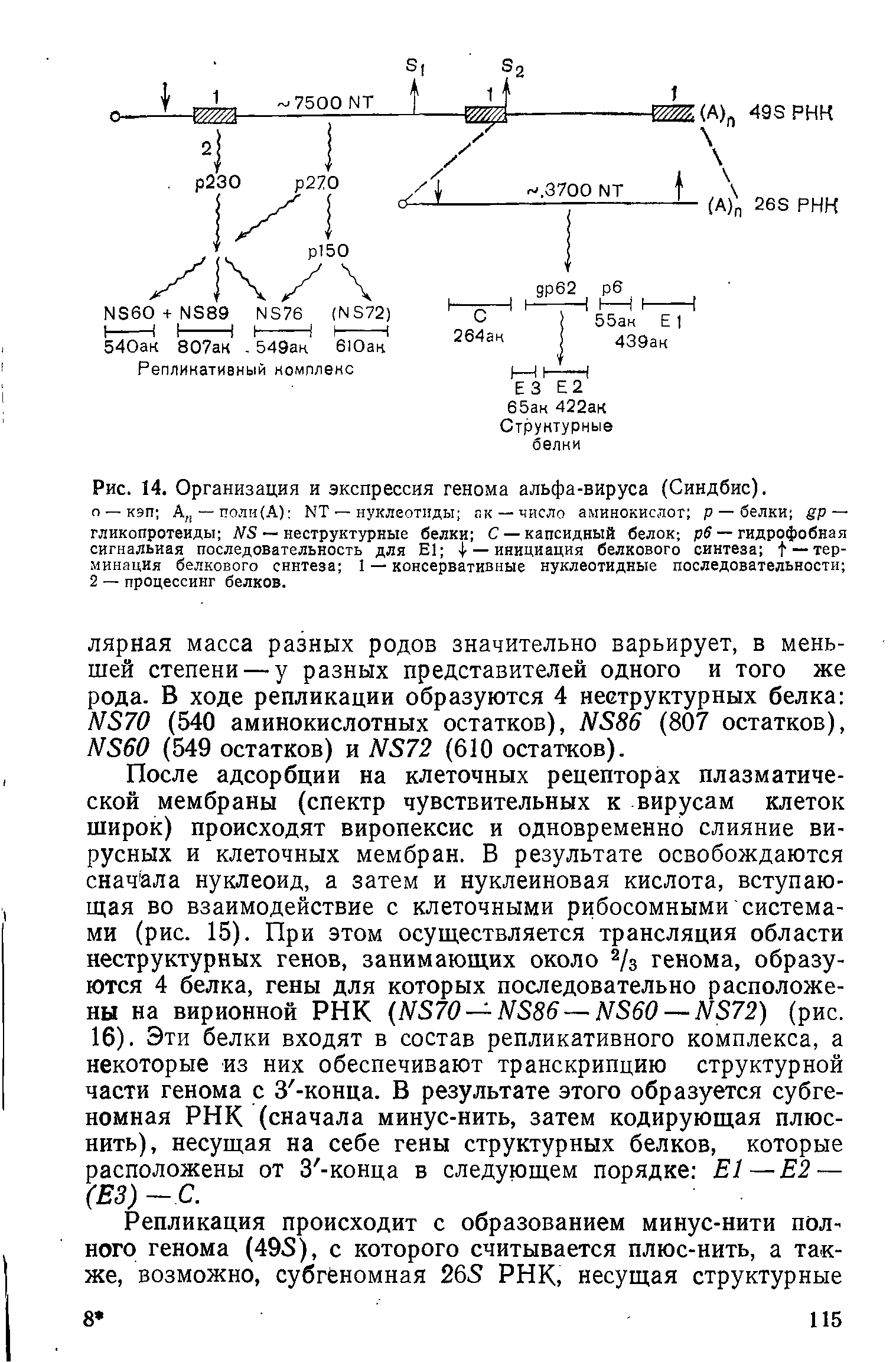 Рис. 14. Организация и экспрессия генома альфа-вируса (Синдбис).