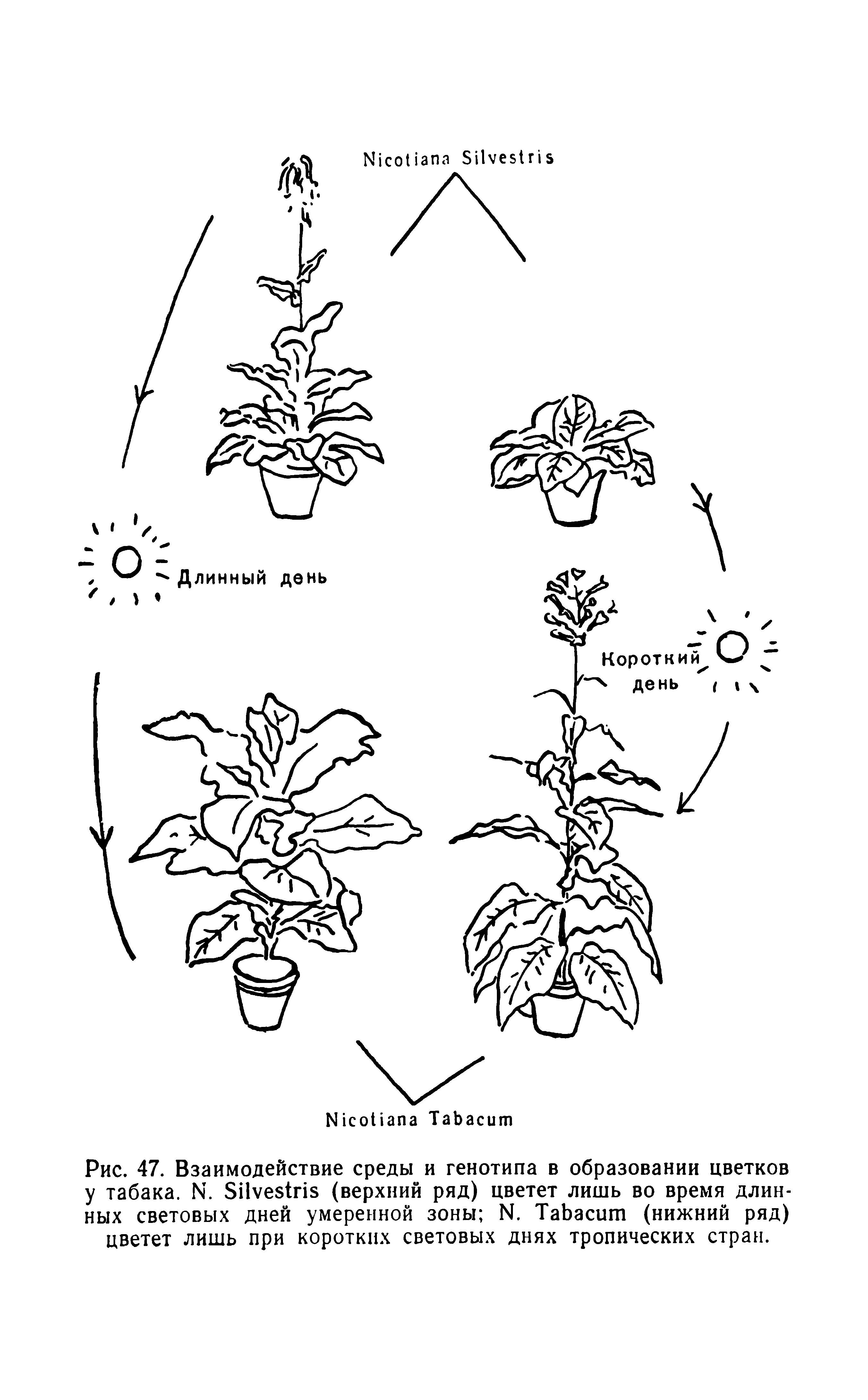 Рис. 47. Взаимодействие среды и генотипа в образовании цветков у табака. N. S (верхний ряд) цветет лишь во время длинных световых дней умеренной зоны N. T (нижний ряд) цветет лишь при коротких световых днях тропических стран.